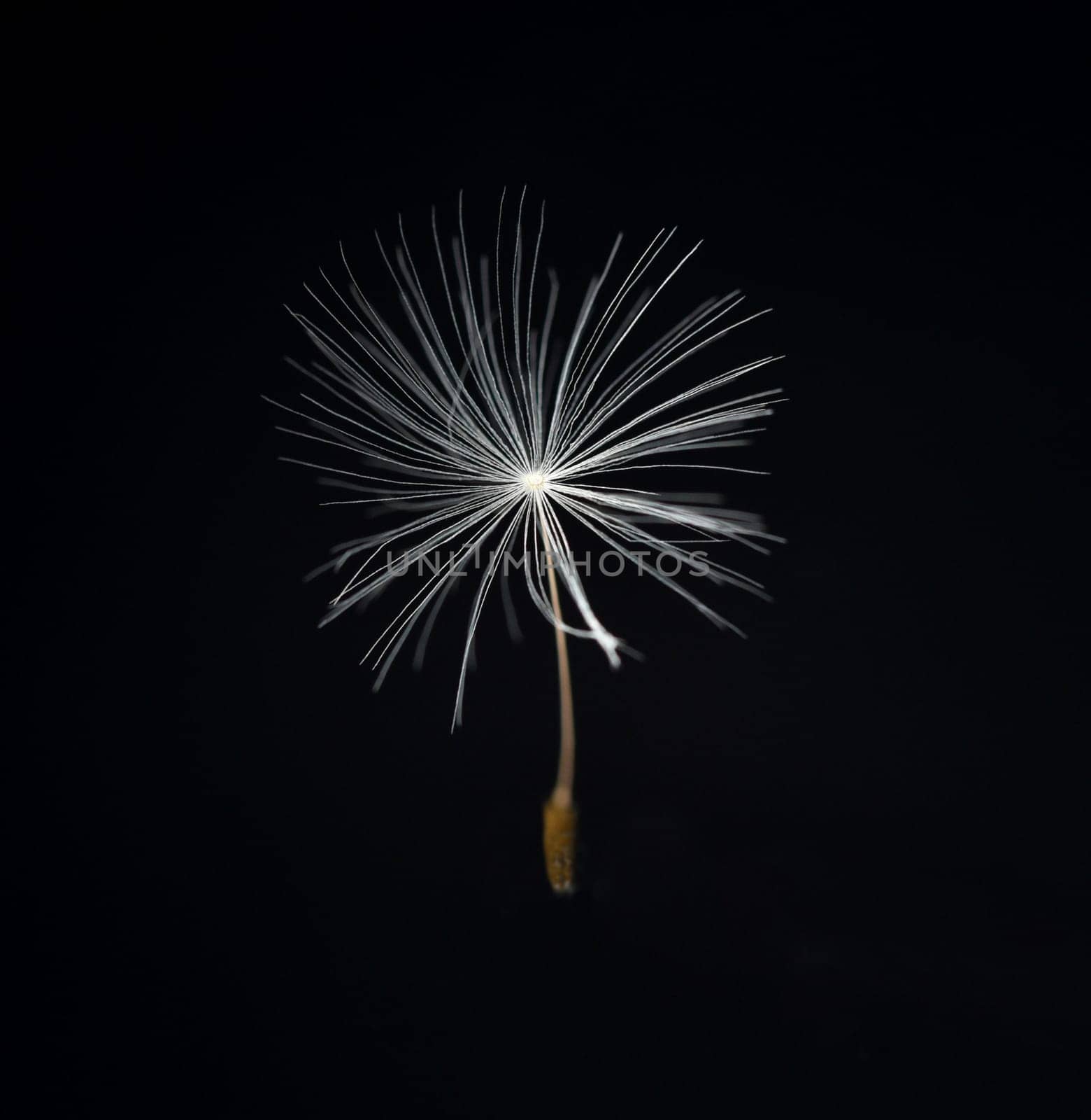 Dandelion,Taraxacum officinale,is a pioneer plant and survival artist that can also thrive on gravel roads. Loewenzahn,Taraxacum officinale as a wall flower,is a pioneer plant and survival artist that can also thrive on gravel roads.