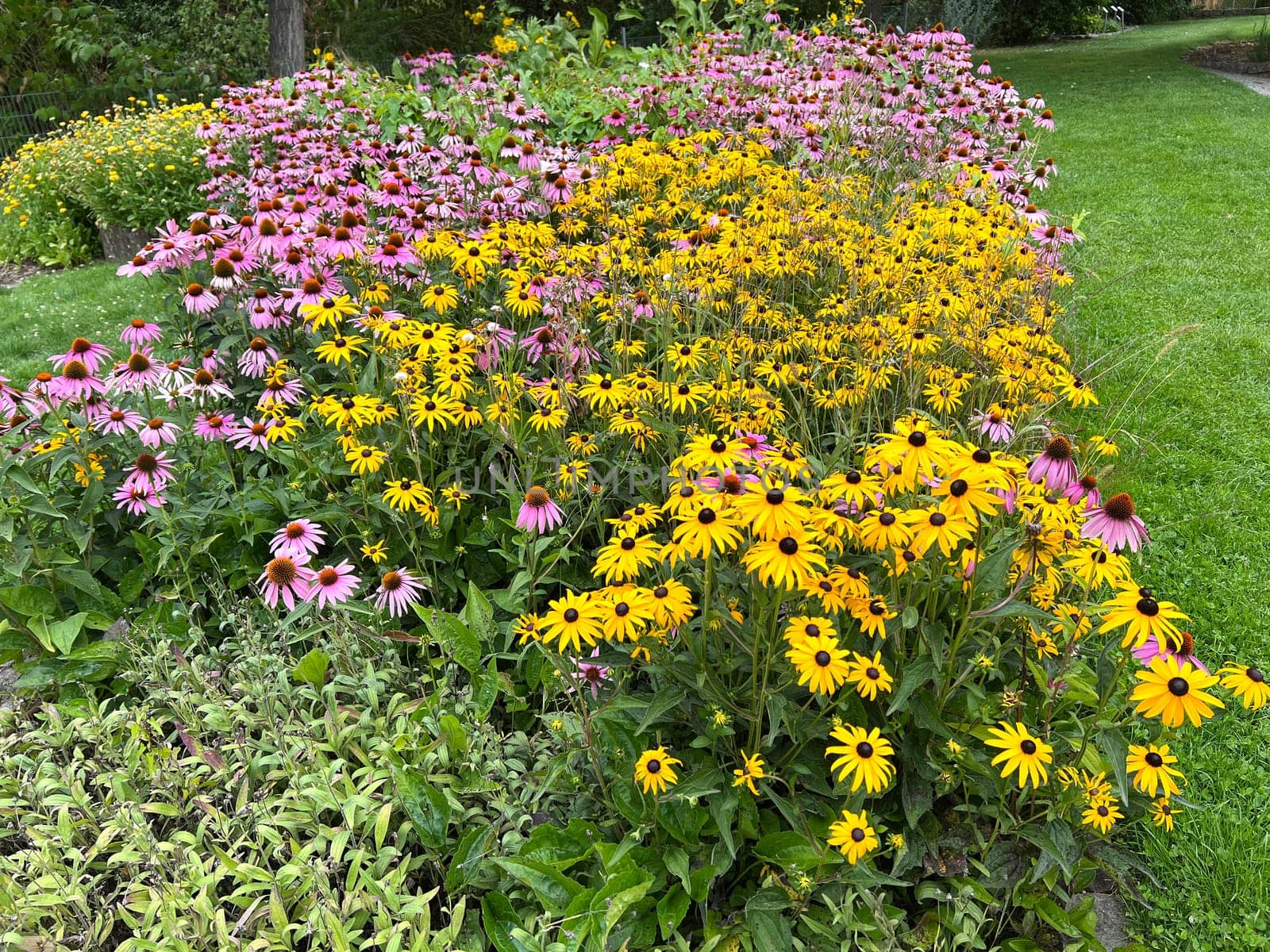Coneflower,Rudbeckia hirta,is an important medicinal plant and a flower with yellow flowers. It is a beautiful perennial plant and is also used in medicine. Coneflower,Rudbeckia hirta,is an important medicinal plant and a flower with yellow flowers. It is a beautiful perennial plant and is also used in medicine.