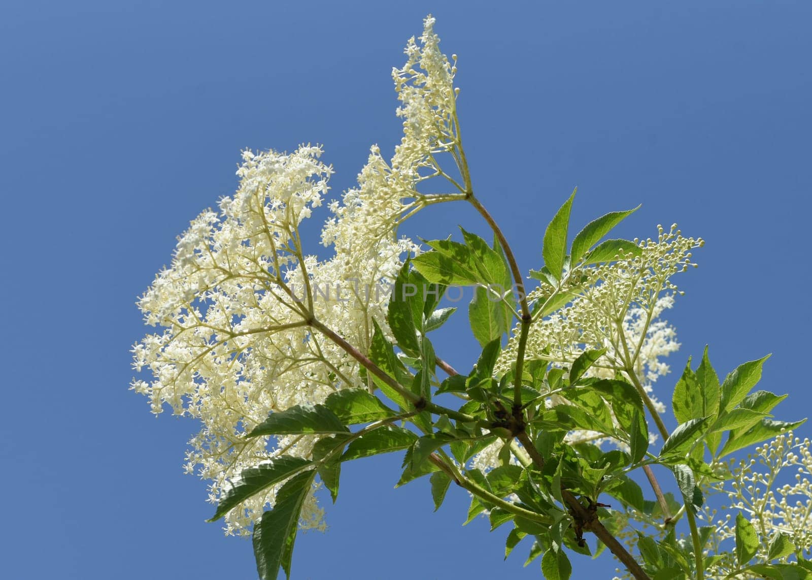 Elderberry,Sambucus,nigra is a wild and medicinal plant with white flowers and black berries. Elder,Sambucus,nigra is a wild and medicinal plant with white flowers and black berries.