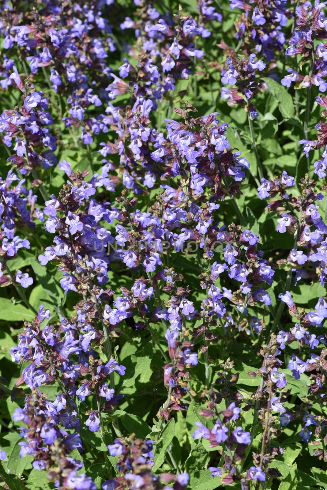 Sage,Salvia officinalis,is an important medicinal plant and a fragrant plant with blue flowers. It is a beautiful perennial and is also used in the kitchen as a condiment. Sage,Salvia officinalis,is an important medicinal plant and a scented plant with blue flowers. It is a beautiful perennial and is also used in the kitchen as a seasoning.