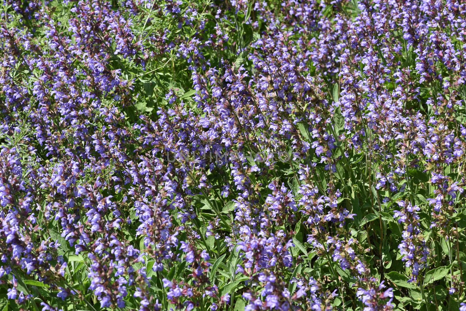 Sage,Salvia officinalis,is an important medicinal plant and a fragrant plant with blue flowers. It is a beautiful perennial and is also used in the kitchen as a condiment. Sage,Salvia officinalis,is an important medicinal plant and a scented plant with blue flowers. It is a beautiful perennial and is also used in the kitchen as a seasoning.