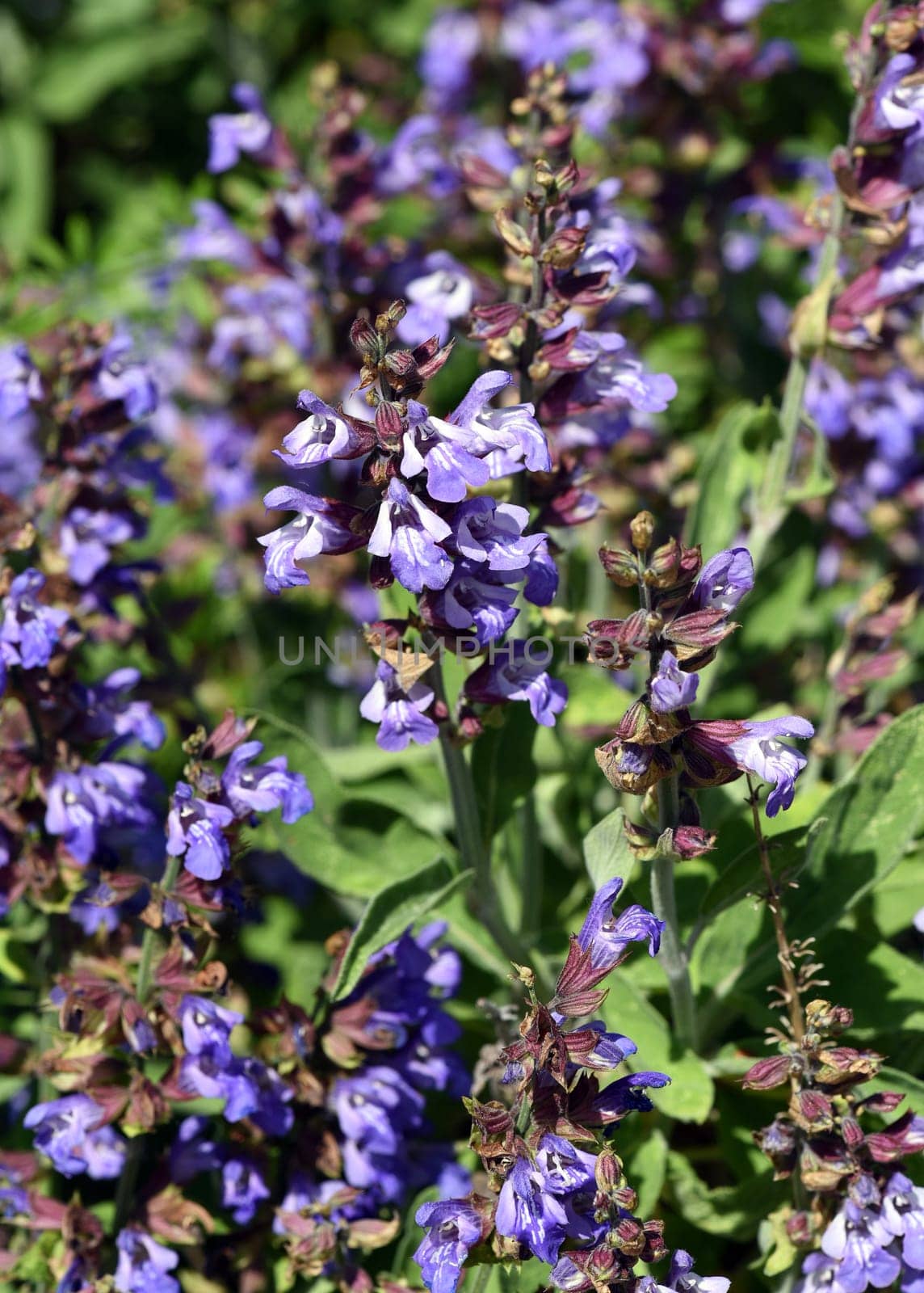 Sage,Salvia officinalis,is an important medicinal plant and a fragrant plant with blue flowers. It is a beautiful perennial and is also used in the kitchen as a condiment. Sage,Salvia officinalis,is an important medicinal plant and a scented plant with blue flowers. It is a beautiful perennial and is also used in the kitchen as a seasoning.
