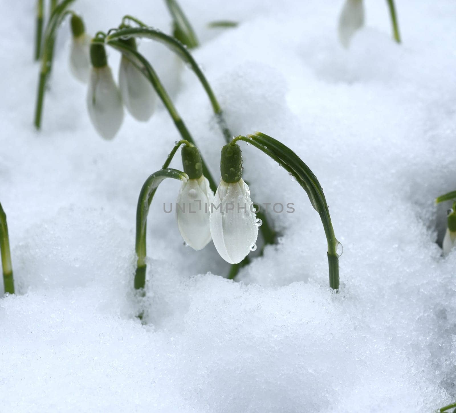 Snowdrop,Galanthus nivalis,is a flower that blooms in winter and is an important medicinal plant. Snowdrop,Galanthus nivalis,is a flower that blooms in winter and is an important medicinal plant.