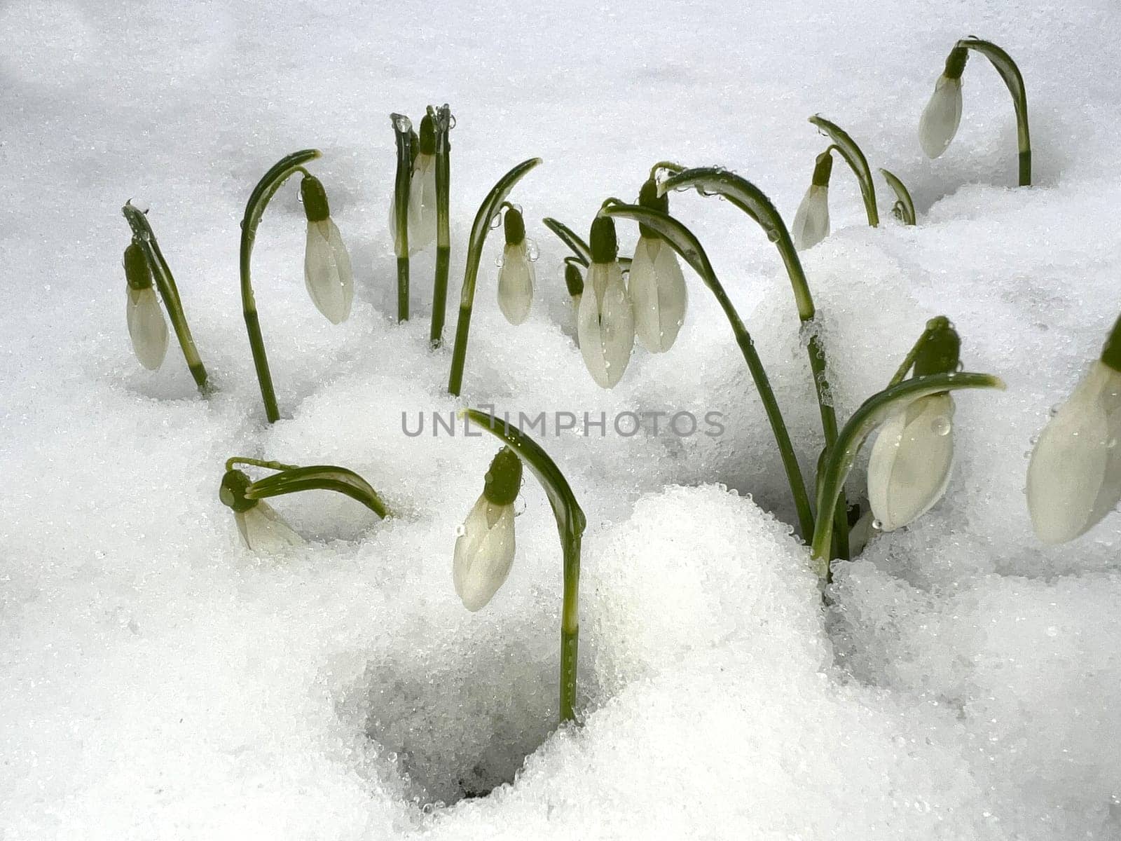 Snowdrop,Galanthus nivalis,is a flower that blooms in winter and is an important medicinal plant. Snowdrop,Galanthus nivalis,is a flower that blooms in winter and is an important medicinal plant.