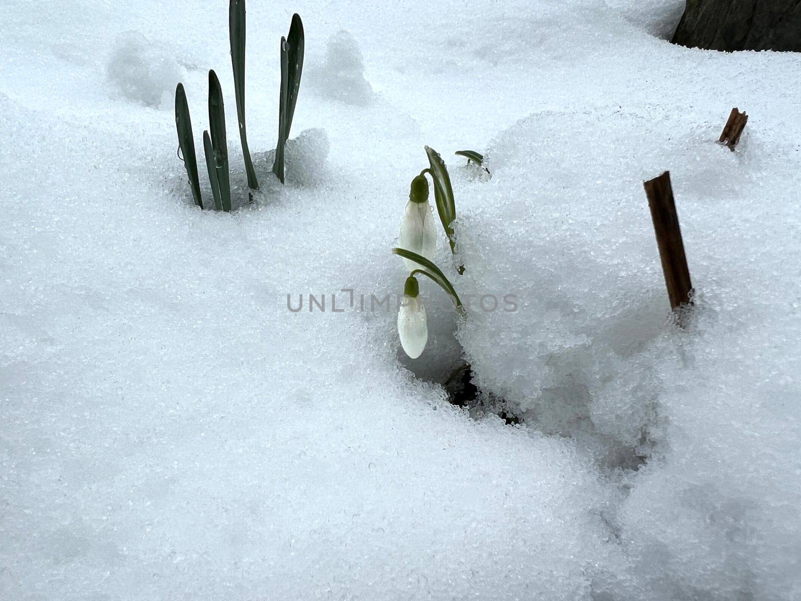 Snowdrop,Galanthus nivalis,is a flower that blooms in winter and is an important medicinal plant. Snowdrop,Galanthus nivalis,is a flower that blooms in winter and is an important medicinal plant.