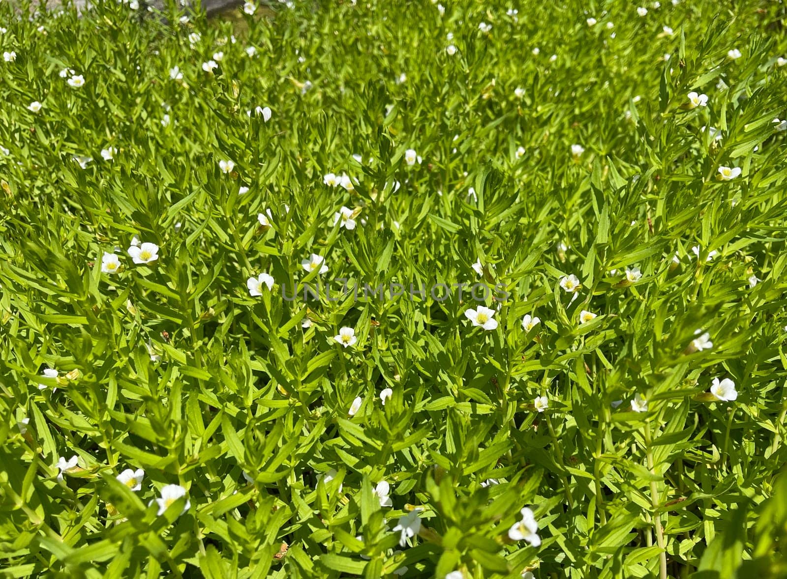 Gratiola,Officinalis is an important medicinal plant with white flowers and is also used in medicine. God's Grace Herb,Gratiola,Officinalis is an important medicinal plant with white flowers and is also used in medicine.