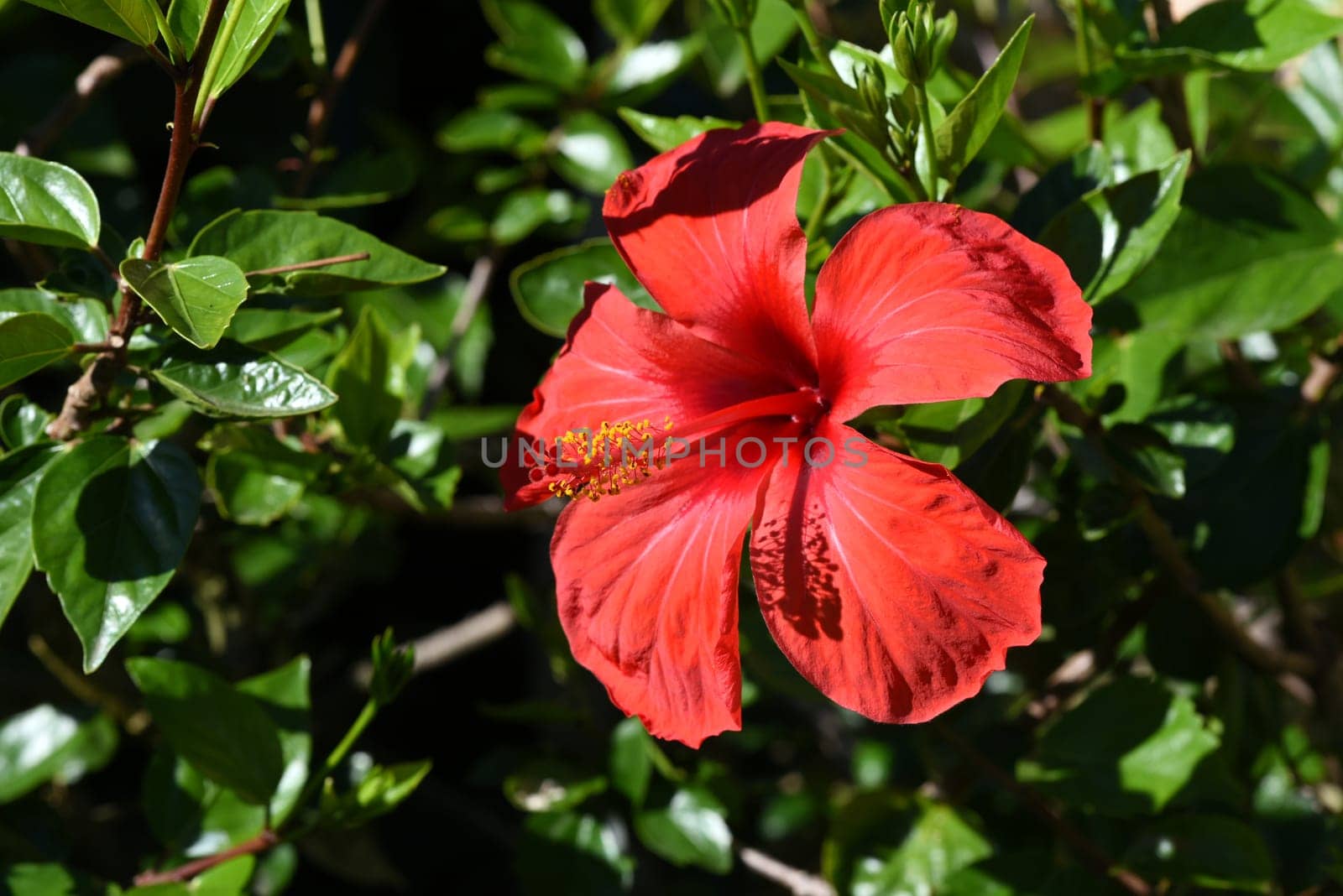 Hibiscus rosa-sinensis,also known as marshmallow,is a medicinal plant and a very decorative plant. Hibiscus rosa-sinensis,also called rosemary,is a medicinal plant and a very ornamental flowering plant.
