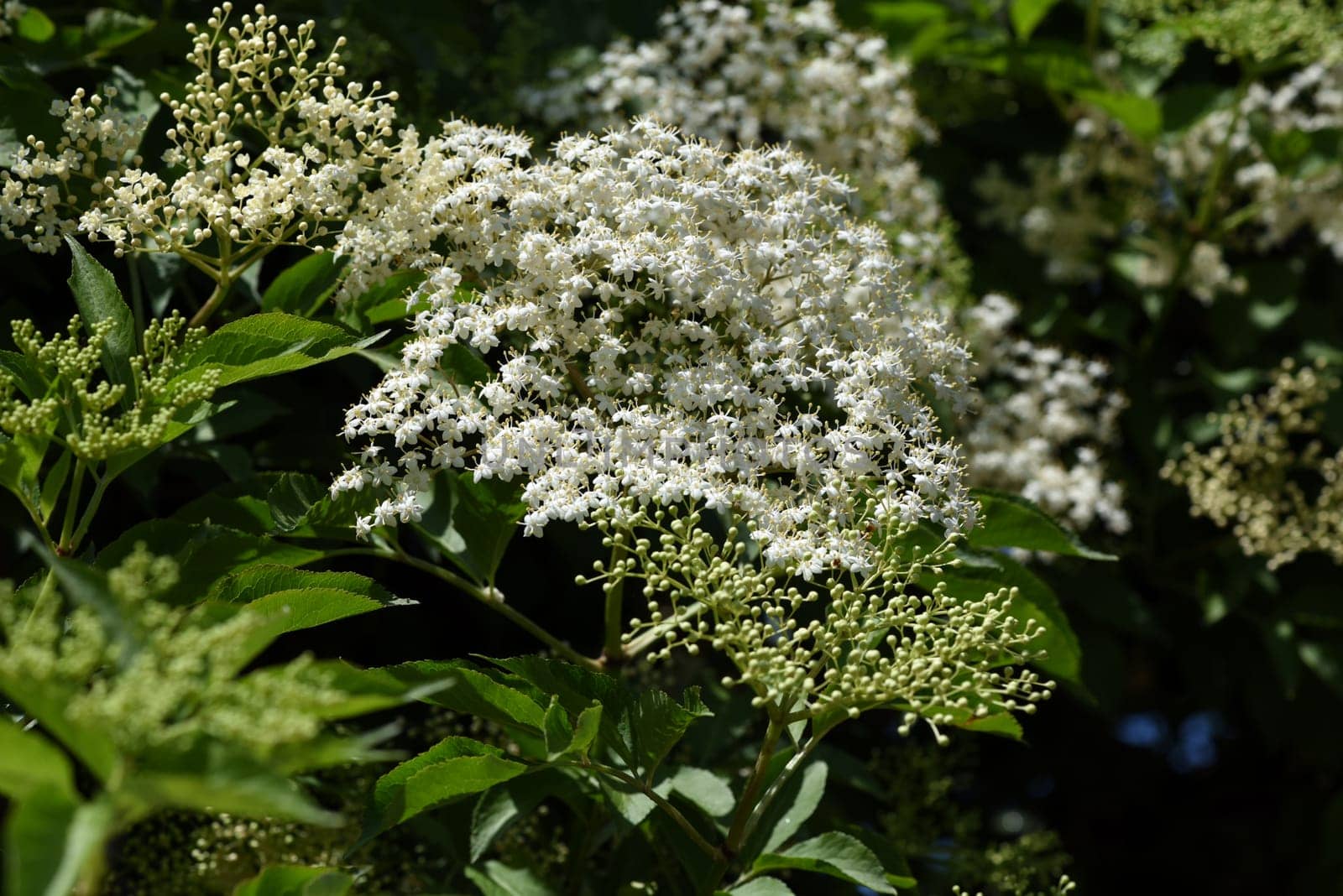Elderberry,Sambucus,nigra is a wild and medicinal plant with white flowers and black berries. Elder,Sambucus,nigra is a wild and medicinal plant with white flowers and black berries.
