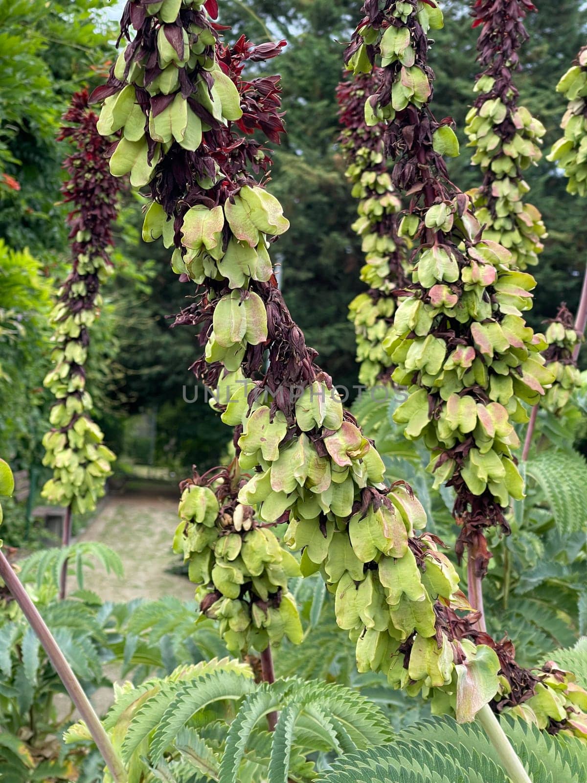 Honey shrub,Melianthus,major,is native to South Africa,where the plants prefer to grow along water bodies and at ruderal sites such as disturbed areas or roadsides. Honeybush,Melianthus,major,comes from South Africa,where the plants prefer to grow along bodies of water and in ruderal locations such as disturbed areas or roadsides.