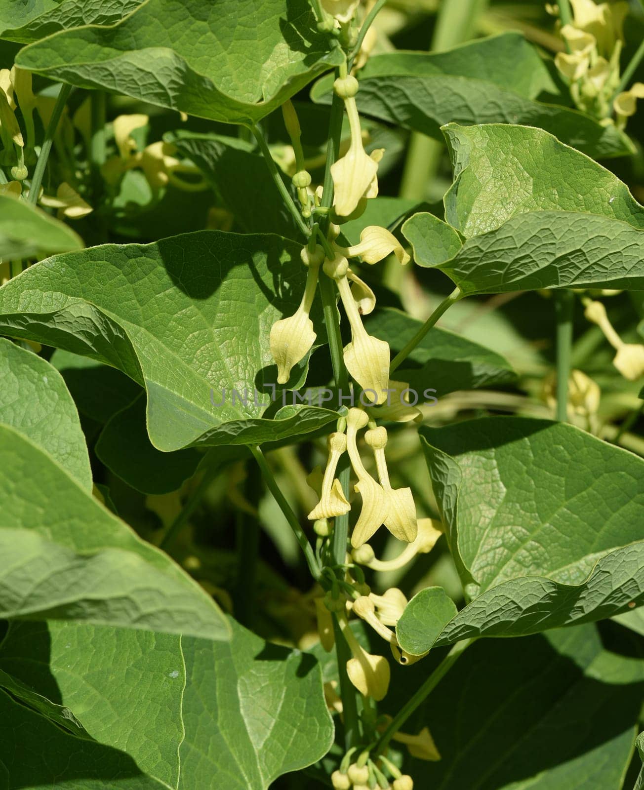 Aristolochia,clematis is a medicinal plant with yellow flowers. Osterlucei,Aristolochia,clematis is a medicinal plant with yellow flowers