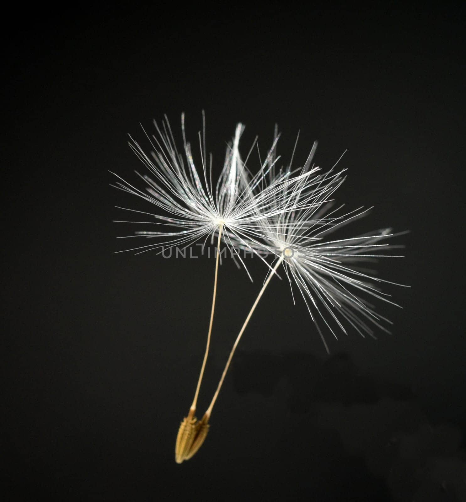 Dandelion,Taraxacum officinale,is a pioneer plant and survival artist that can also thrive on gravel roads. Loewenzahn,Taraxacum officinale as a wall flower,is a pioneer plant and survival artist that can also thrive on gravel roads.