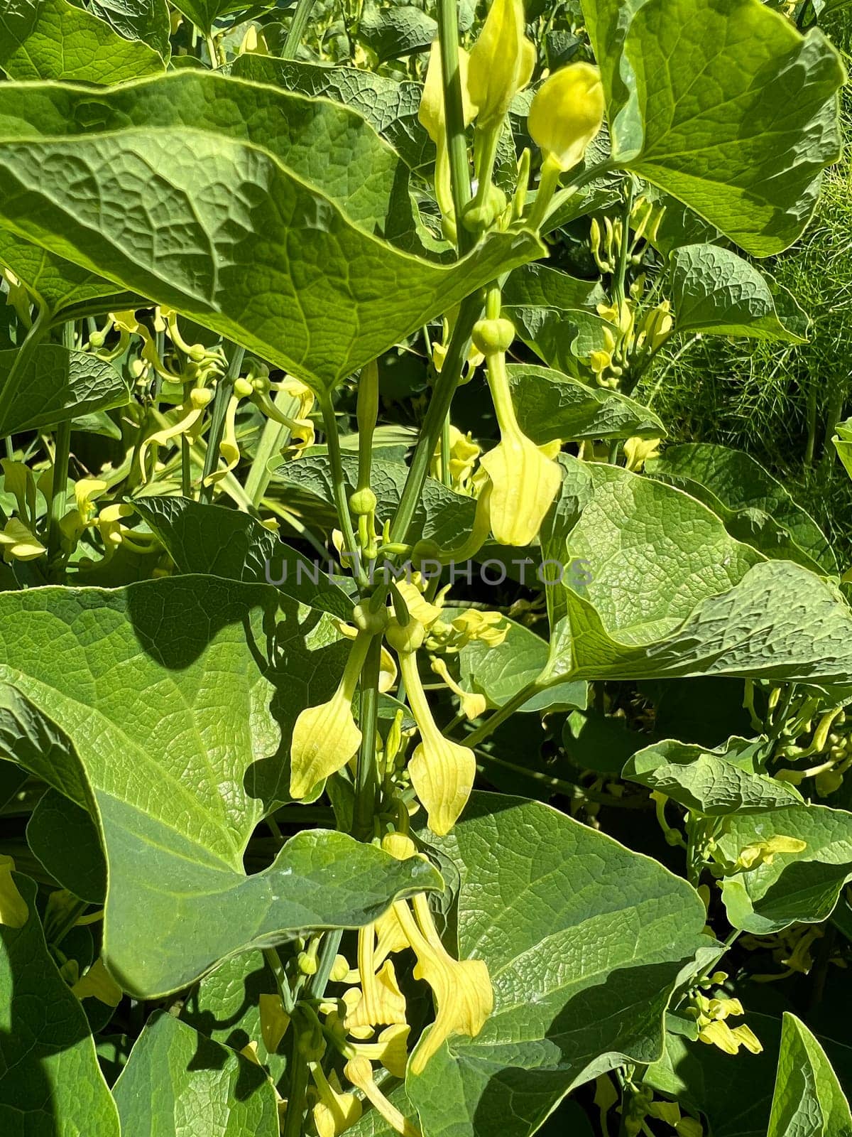 Aristolochia,clematis is a medicinal plant with yellow flowers. Osterlucei,Aristolochia,clematis is a medicinal plant with yellow flowers