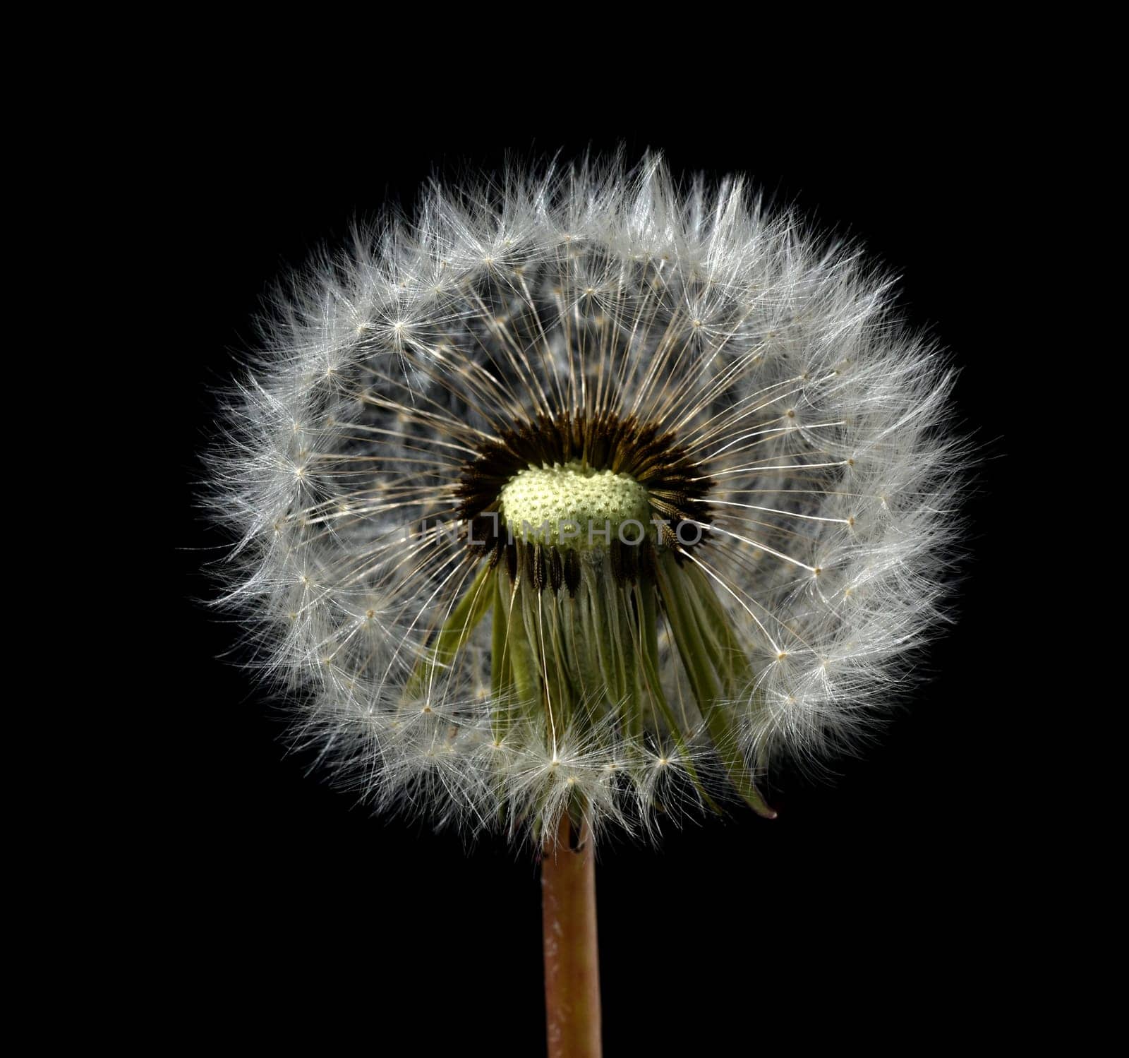 Dandelion,Taraxacum officinale,is a pioneer plant and survival artist that can also thrive on gravel roads. Loewenzahn,Taraxacum officinale as a wall flower,is a pioneer plant and survival artist that can also thrive on gravel roads.