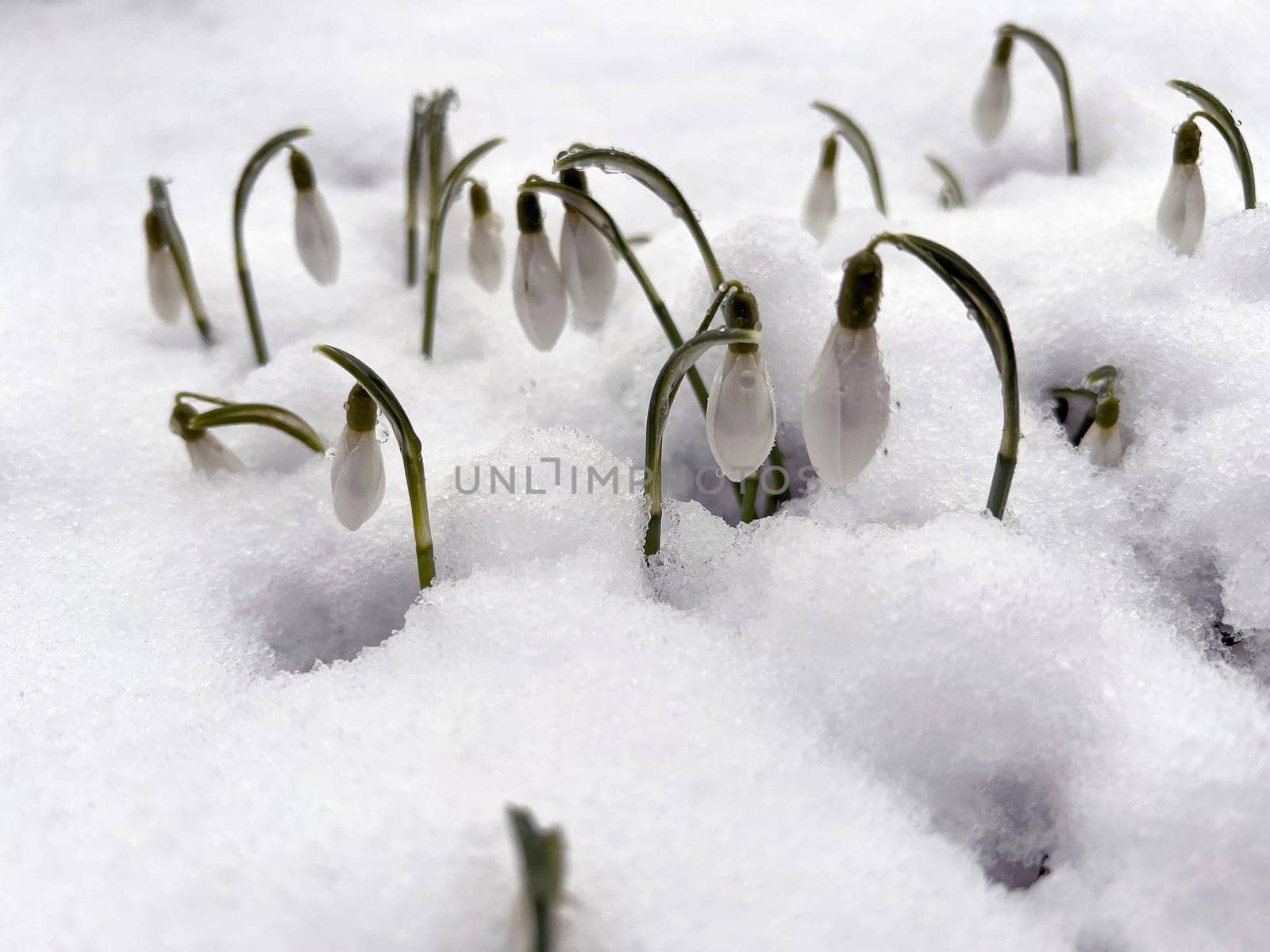Snowdrop,Galanthus nivalis,is a flower that blooms in winter and is an important medicinal plant. Snowdrop,Galanthus nivalis,is a flower that blooms in winter and is an important medicinal plant.