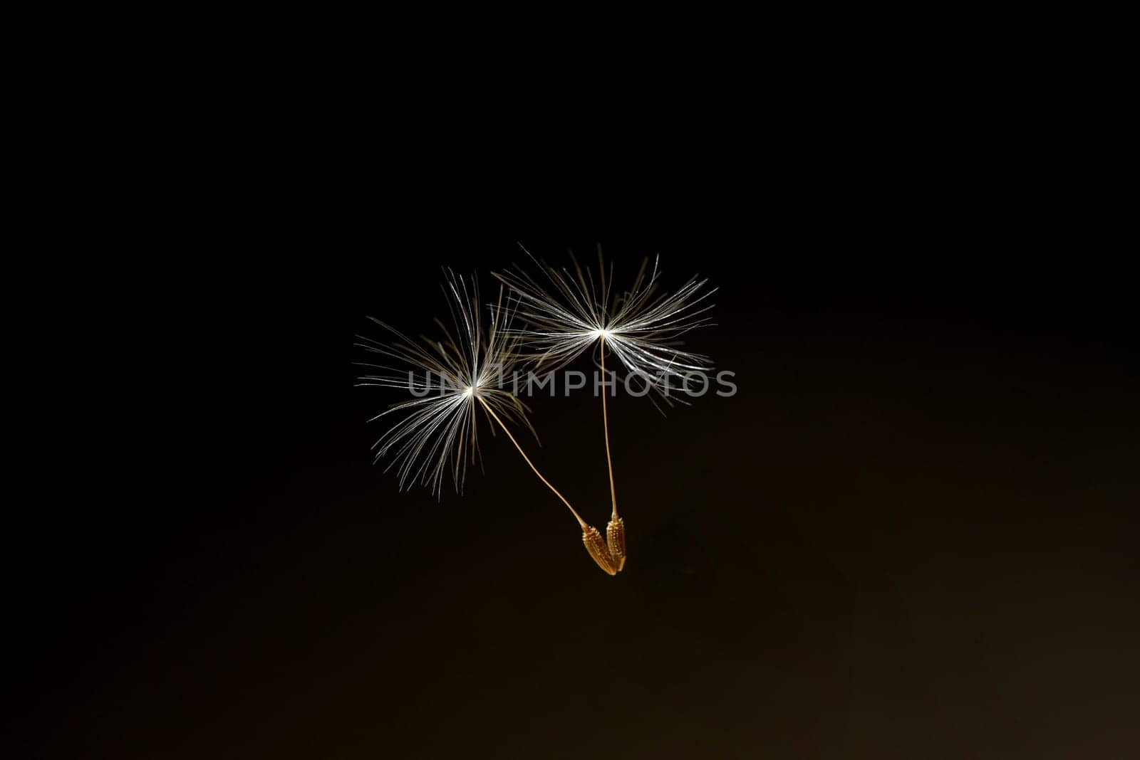 Dandelion,Taraxacum officinale,is a pioneer plant and survival artist that can also thrive on gravel roads. Loewenzahn,Taraxacum officinale as a wall flower,is a pioneer plant and survival artist that can also thrive on gravel roads.