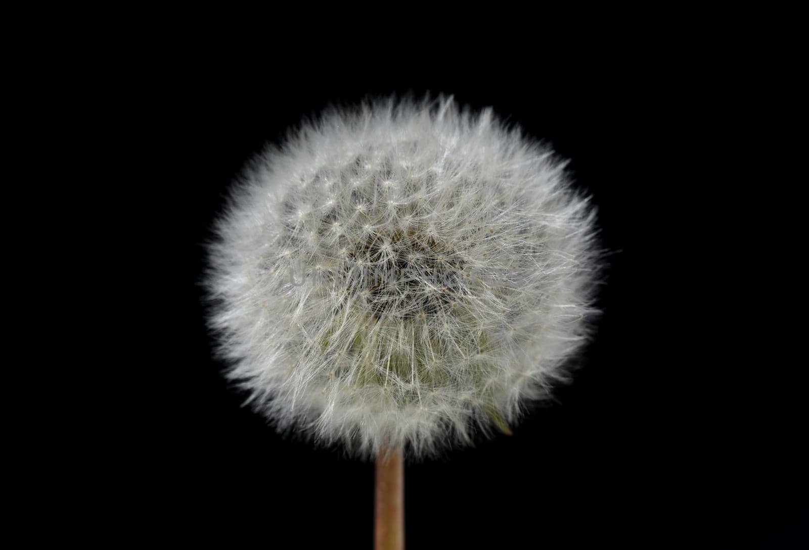 Dandelion,Taraxacum officinale,is a pioneer plant and survival artist that can also thrive on gravel roads. Loewenzahn,Taraxacum officinale as a wall flower,is a pioneer plant and survival artist that can also thrive on gravel roads.