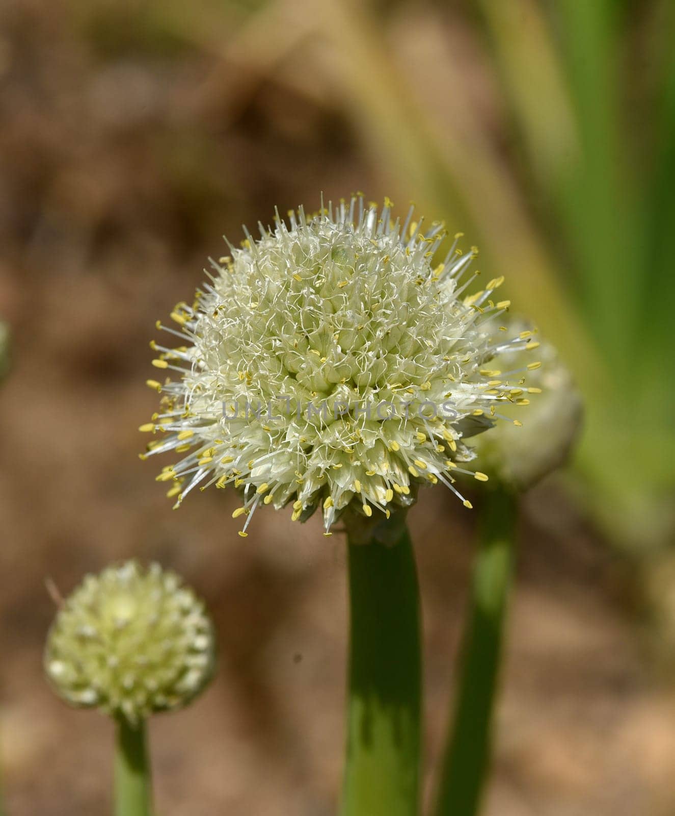 Onion,Allium cepa,is a medicinal plant,and one of the most important culinary herbs. Onion,Allium cepa,is a medicinal plant and one of the most important culinary herbs.