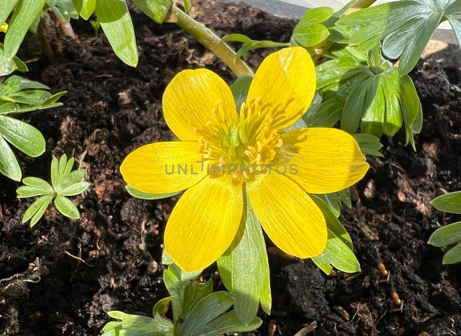 Winterling,Eranthis hyemalis,is a flower that blooms in winter and has yellow flowers. Winterling,Eranthis hyemalis,is a flower that blooms in winter and has yellow flowers.