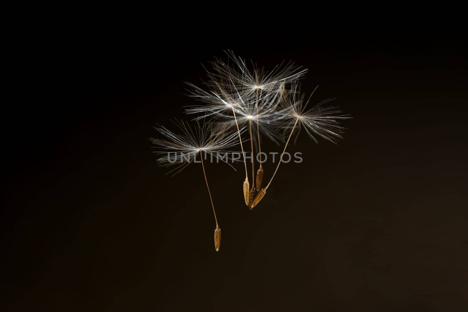 Dandelion,Taraxacum officinale,is a pioneer plant and survival artist that can also thrive on gravel roads. Loewenzahn,Taraxacum officinale as a wall flower,is a pioneer plant and survival artist that can also thrive on gravel roads.