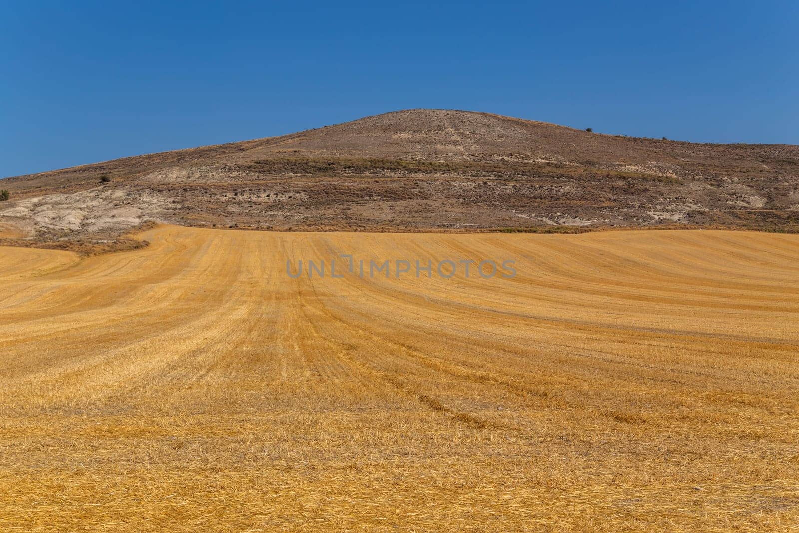 view of a crop field in the north of Spain
