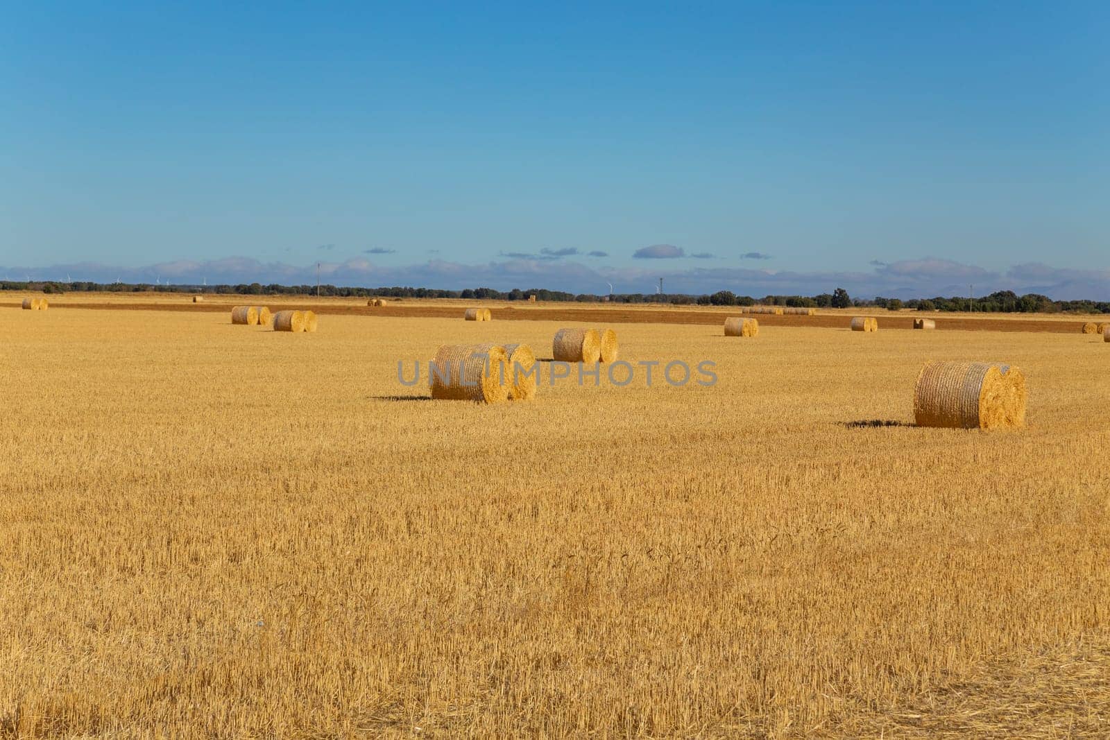 view of a crop field in the north of Spain