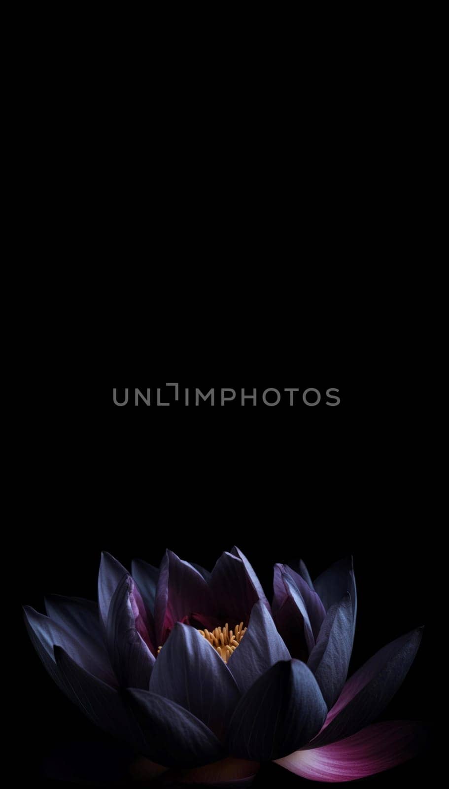Black lotus flower in dark vertical banner. Natural beauty art flora light. Generate Ai
