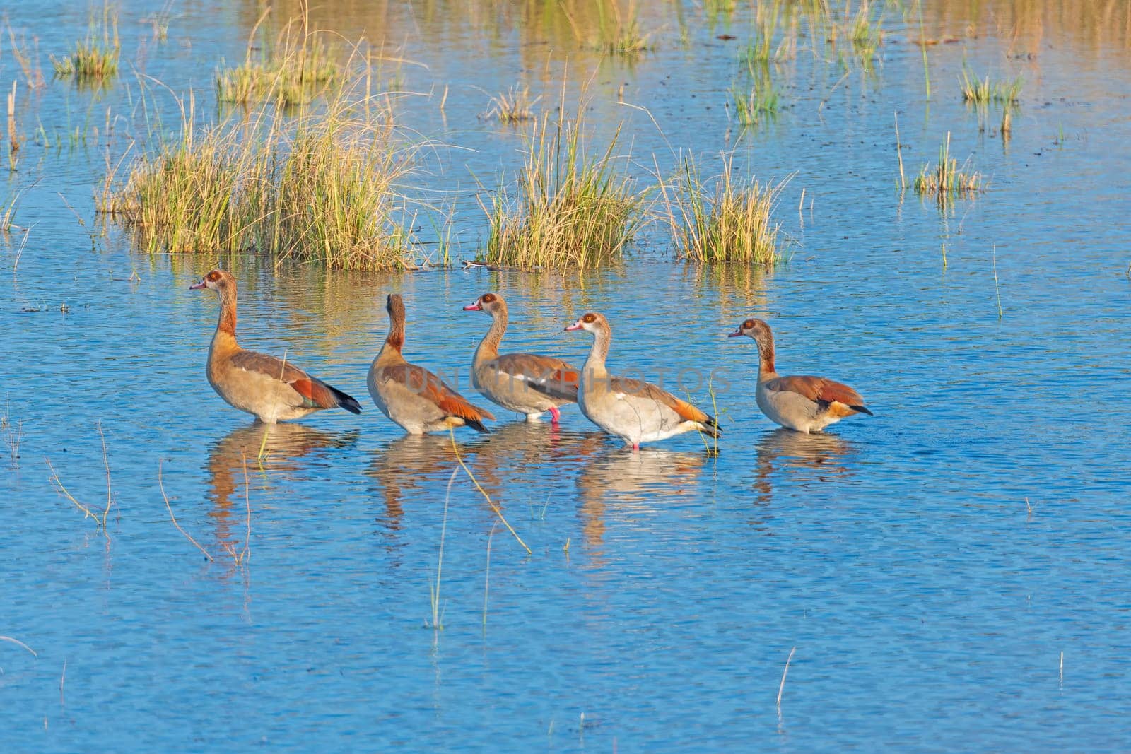 A Gaggle of Egyptian Goose Wandering the Chobe River in Botswana