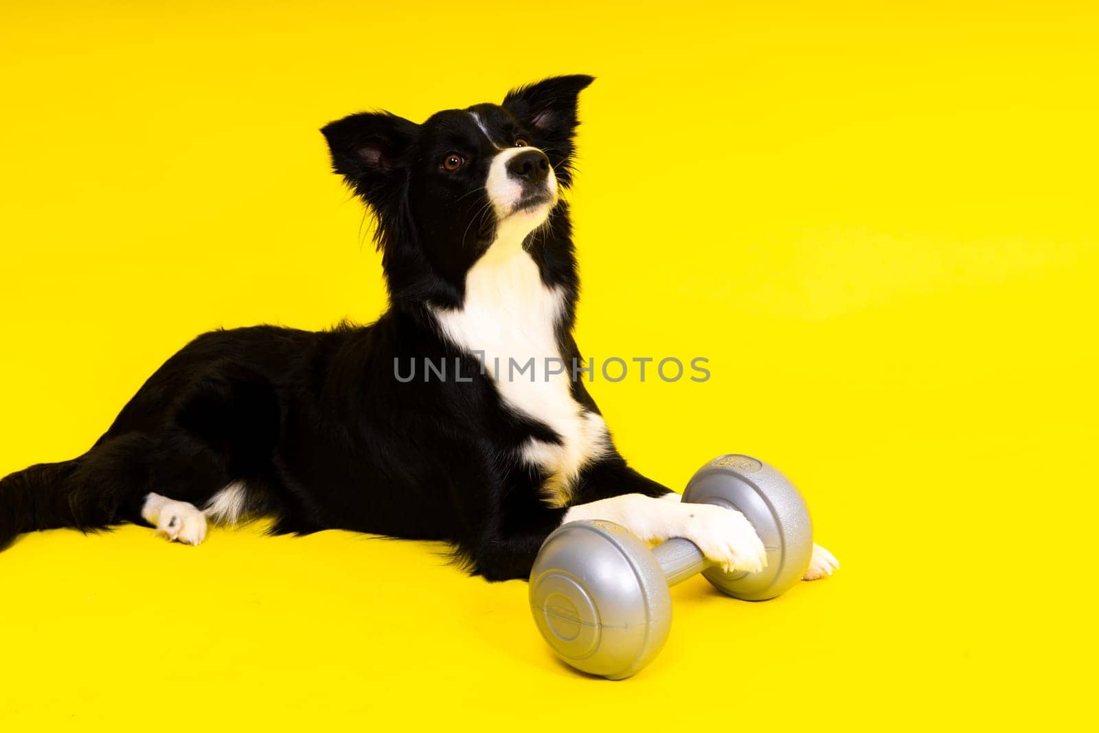Border collie dog with a dumbbell shape apporte training object isolated