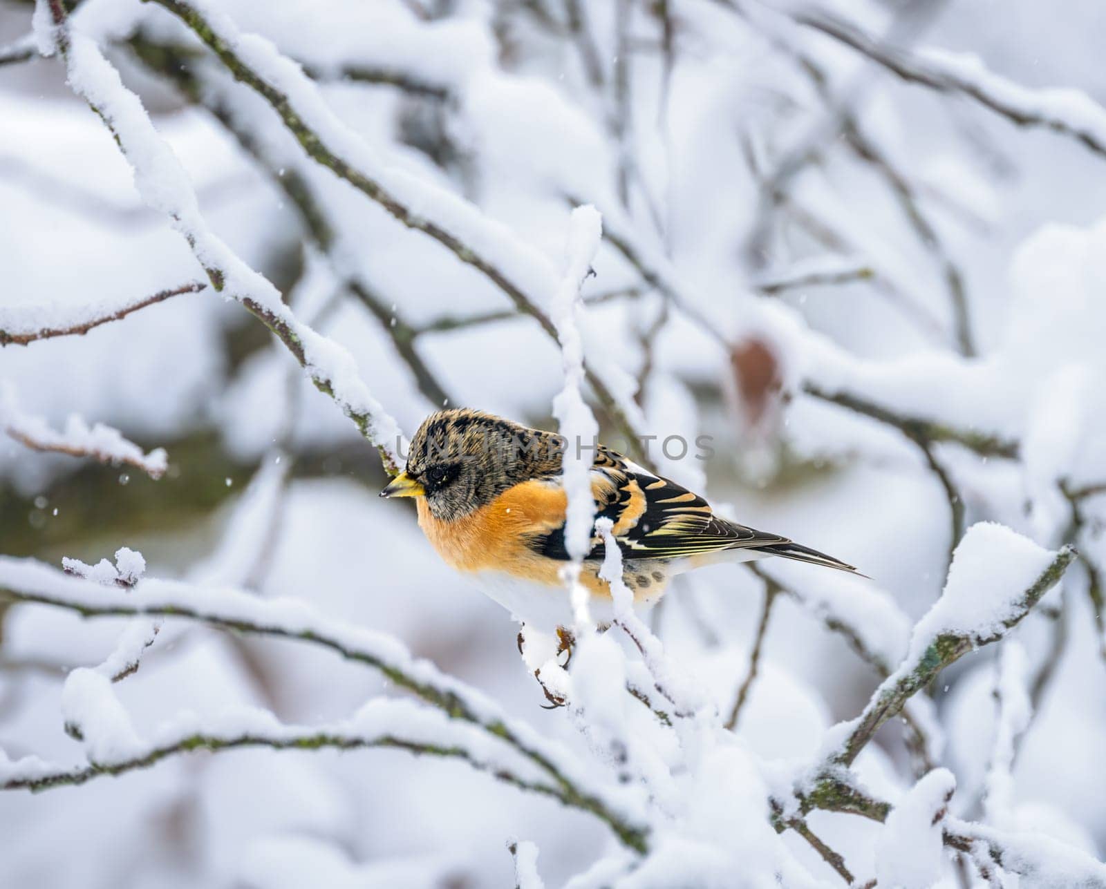 Closeup of a brambling bird sitting on a snow covered tree