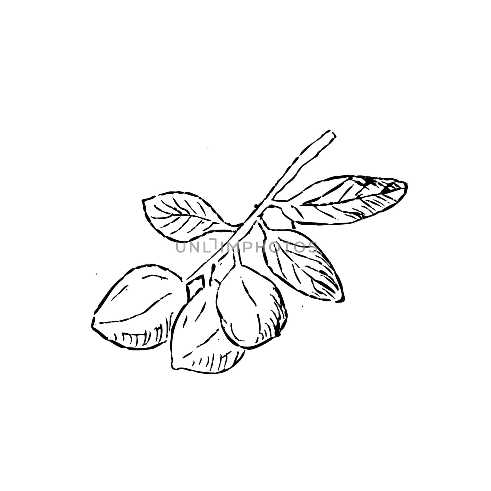 Hand drawn Sketch Macadamia Nuts on branch with leaves outline. Vector illustration isolated. Suitable, for wrapping, poster, banner and greeting card.