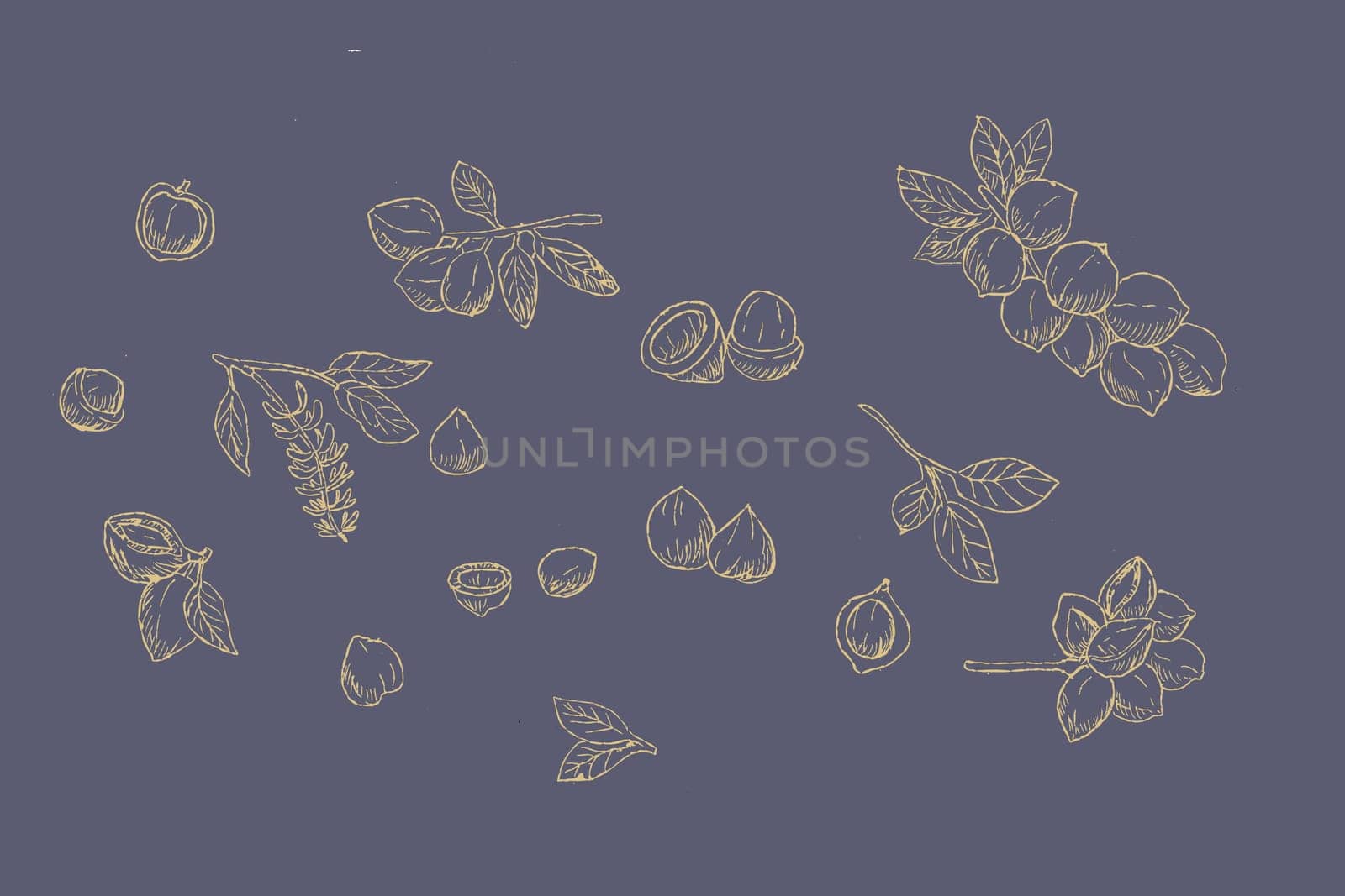 Golden background of Macadamia nuts on branch and peeled nuts. Vector illustration set of macadamia Hand drawn sketch illustration. Can used for wrapping paper, beauty design elements.
