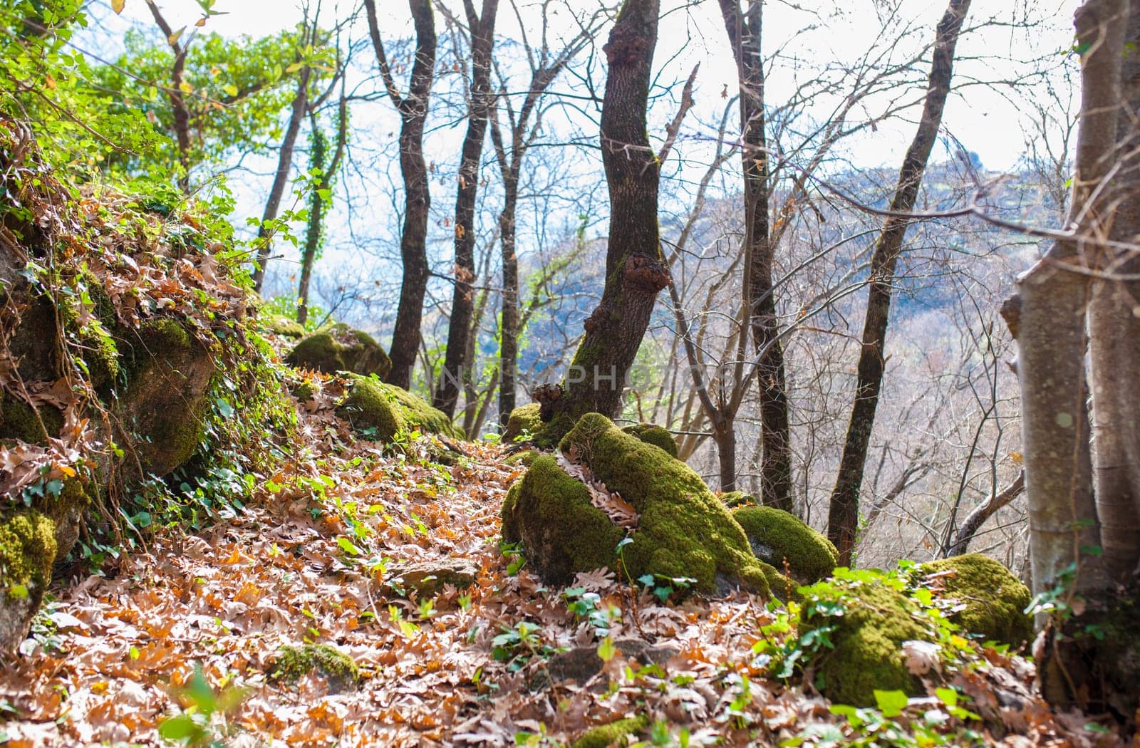 Nogaleas ravine track, famous Alta Extremadura Route. Jerte Valley, Navaconcejo, Caceres, Spain