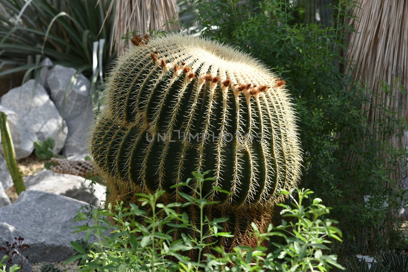 Mother-in-law cactus,Echinocactus grusonii,is one of the particularly easy-care cacti,which also has an interesting appearance. Mother-in-law's chair cactus,Echinocactus grusonii,is one of the particularly easy-care cacti that also has an interesting look