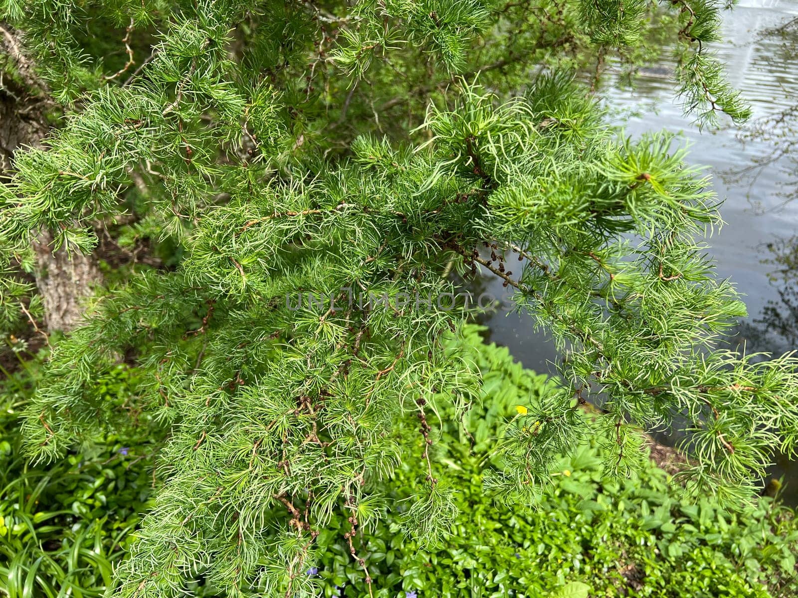 Corkscrew Laerche,Larix kaempferi,Diana,loosens up the garden with its irregular growth. Corkscrew larch,Larix kaempferi,Diana,loosens up the garden with its irregular growth