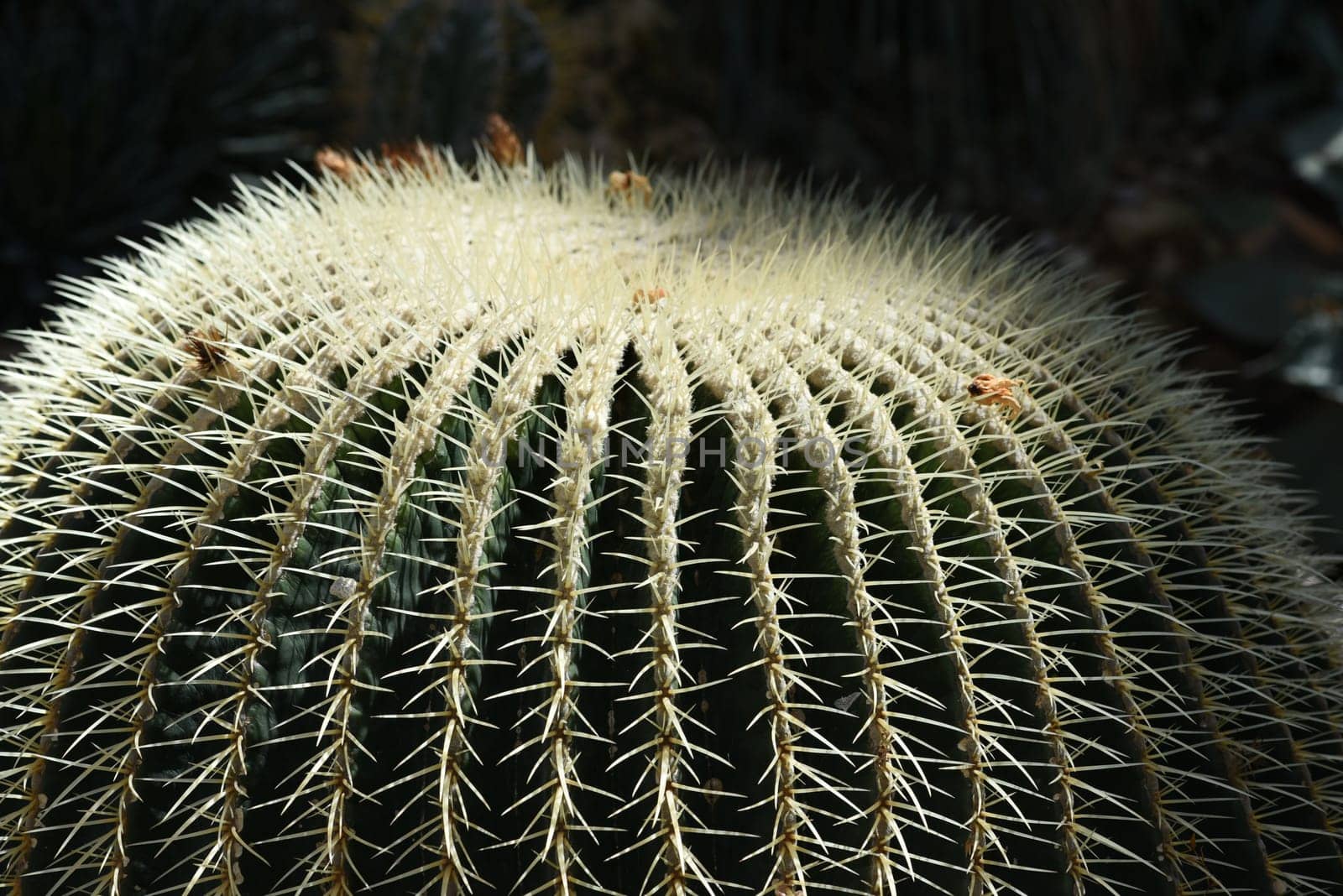 Mother-in-law cactus,Echinocactus grusonii,is one of the particularly easy-care cacti,which also has an interesting appearance. Mother-in-law's chair cactus,Echinocactus grusonii,is one of the particularly easy-care cacti that also has an interesting look