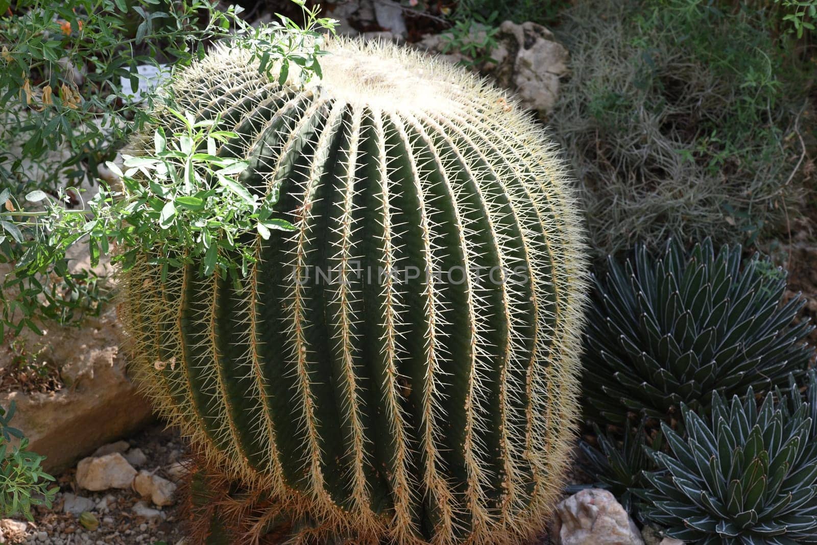 Mother-in-law cactus,Echinocactus grusonii,is one of the particularly easy-care cacti,which also has an interesting appearance. Mother-in-law's chair cactus,Echinocactus grusonii,is one of the particularly easy-care cacti that also has an interesting look