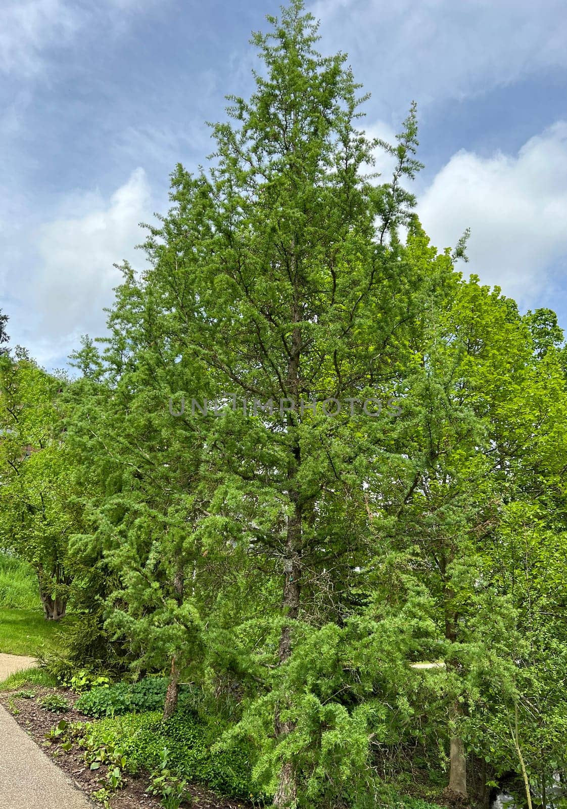 Corkscrew Laerche,Larix kaempferi,Diana,loosens up the garden with its irregular growth. Corkscrew larch,Larix kaempferi,Diana,loosens up the garden with its irregular growth