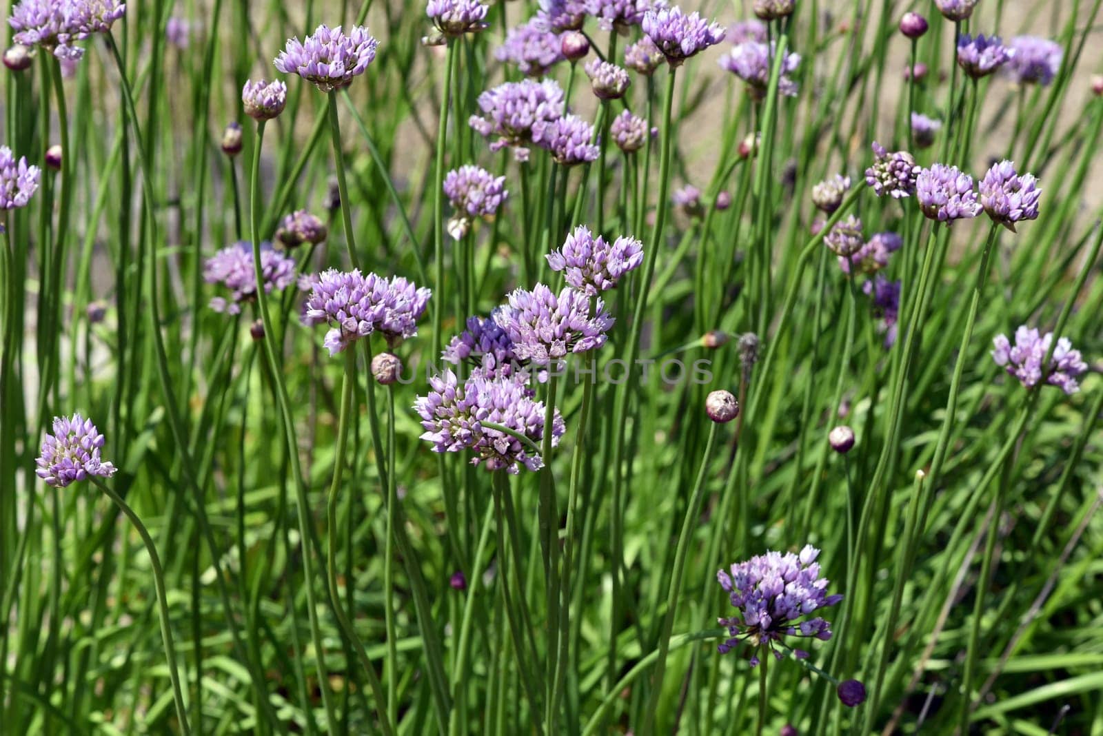 Herbaceous leeks,Allium angulosum,also known as angular leeks,has spherical umbels and flowers light purple,rarely pink to white. Herbaceous leek,Allium angulosum,also called square leek,has spherical umbels and flowers light purple,rarely pink to white