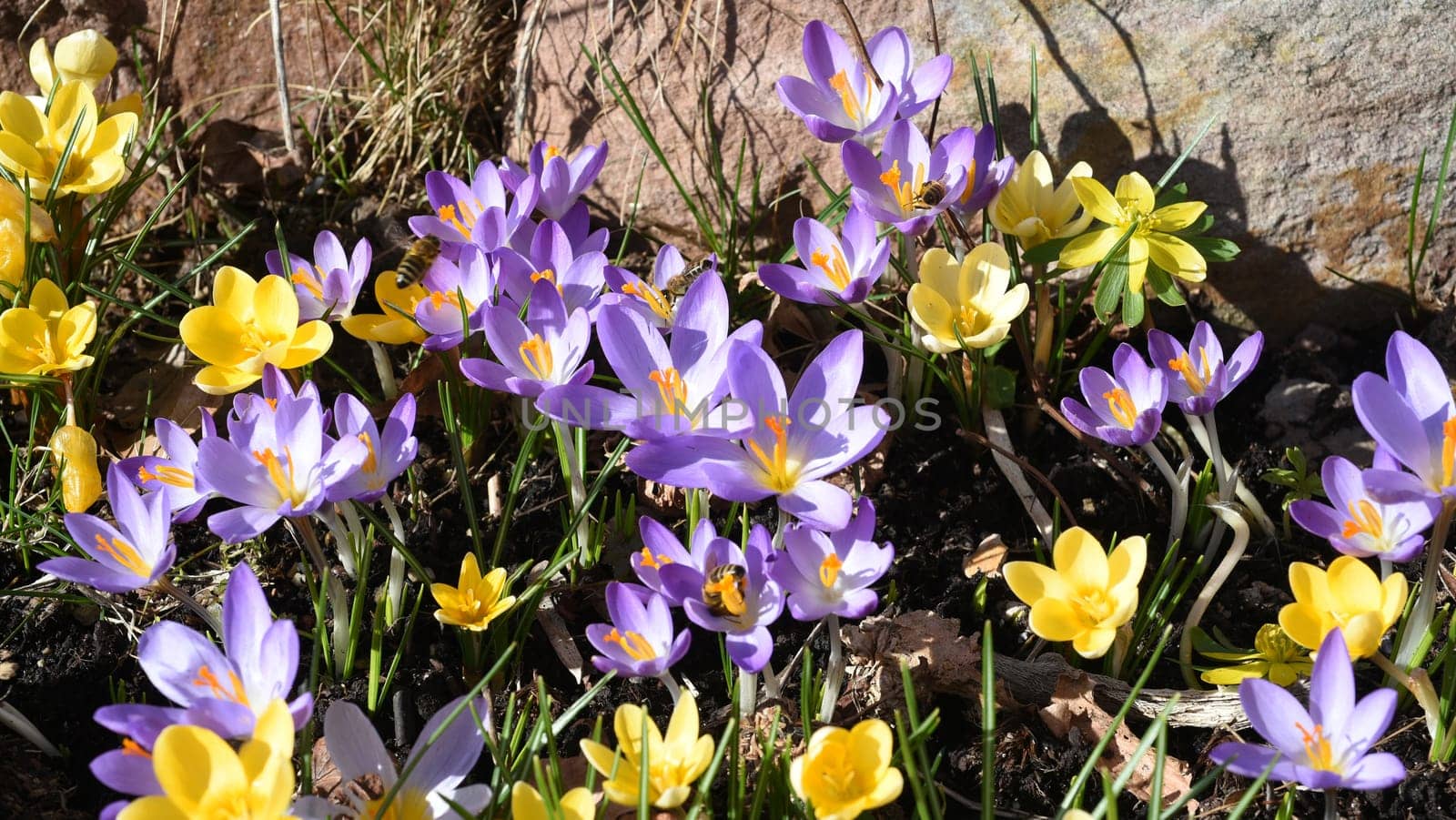 Crocus,Crocus tommasinianus,is a bulbous plant that blooms in early spring. Crocus,Crocus tommasinianus is a bulbous plant that flowers in early spring.