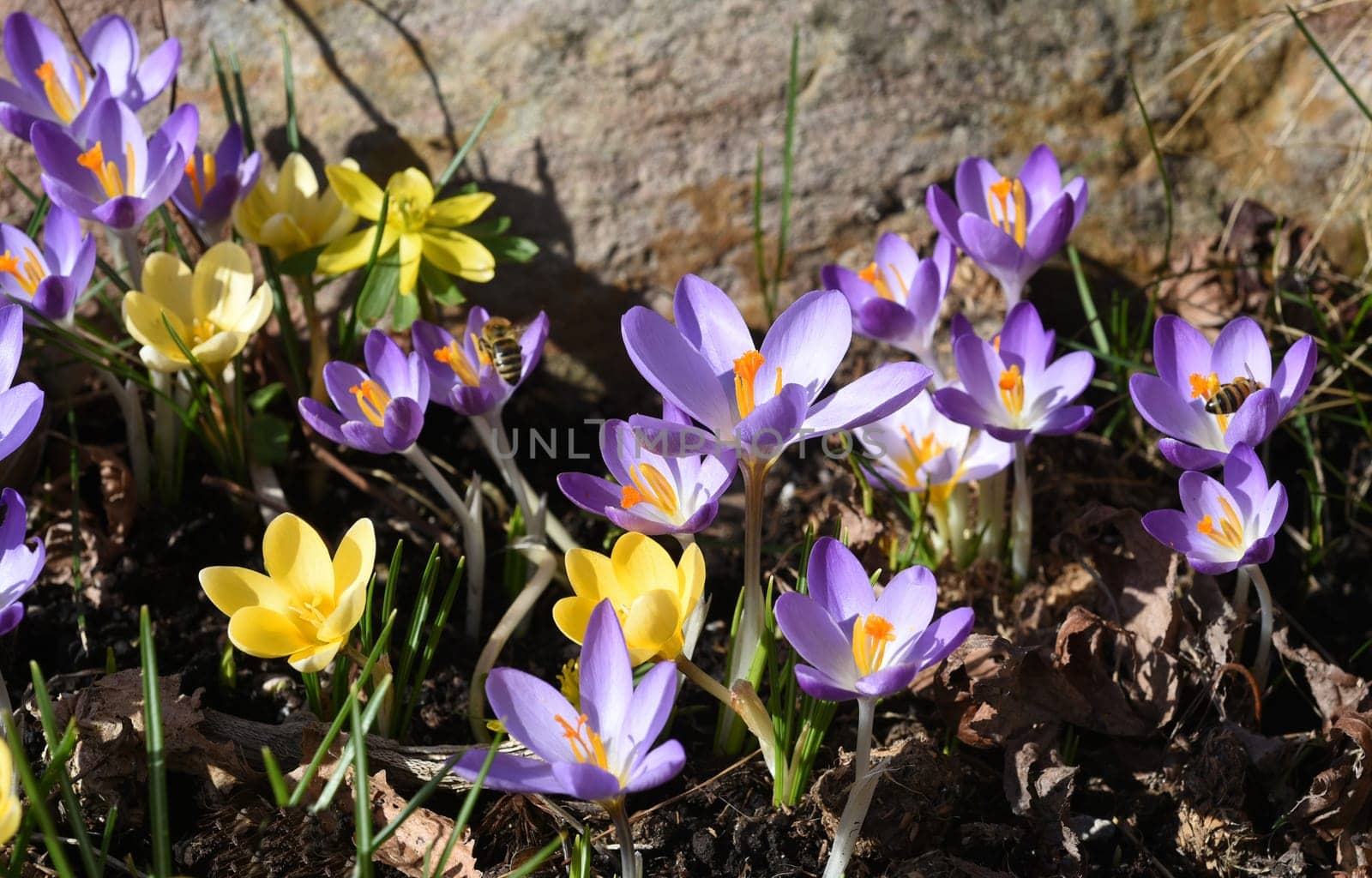 Crocus,Crocus tommasinianus,is a bulbous plant that blooms in early spring. Crocus,Crocus tommasinianus is a bulbous plant that flowers in early spring.