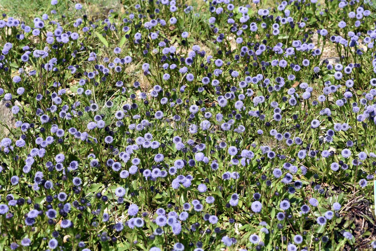 Globularia meridionalis is a very rich-flowered and robust globe flower that also thrives in gardens. Globe flower,Globularia meridionalis is a very rich-flowered and robust globe flower that also thrives in gardens.