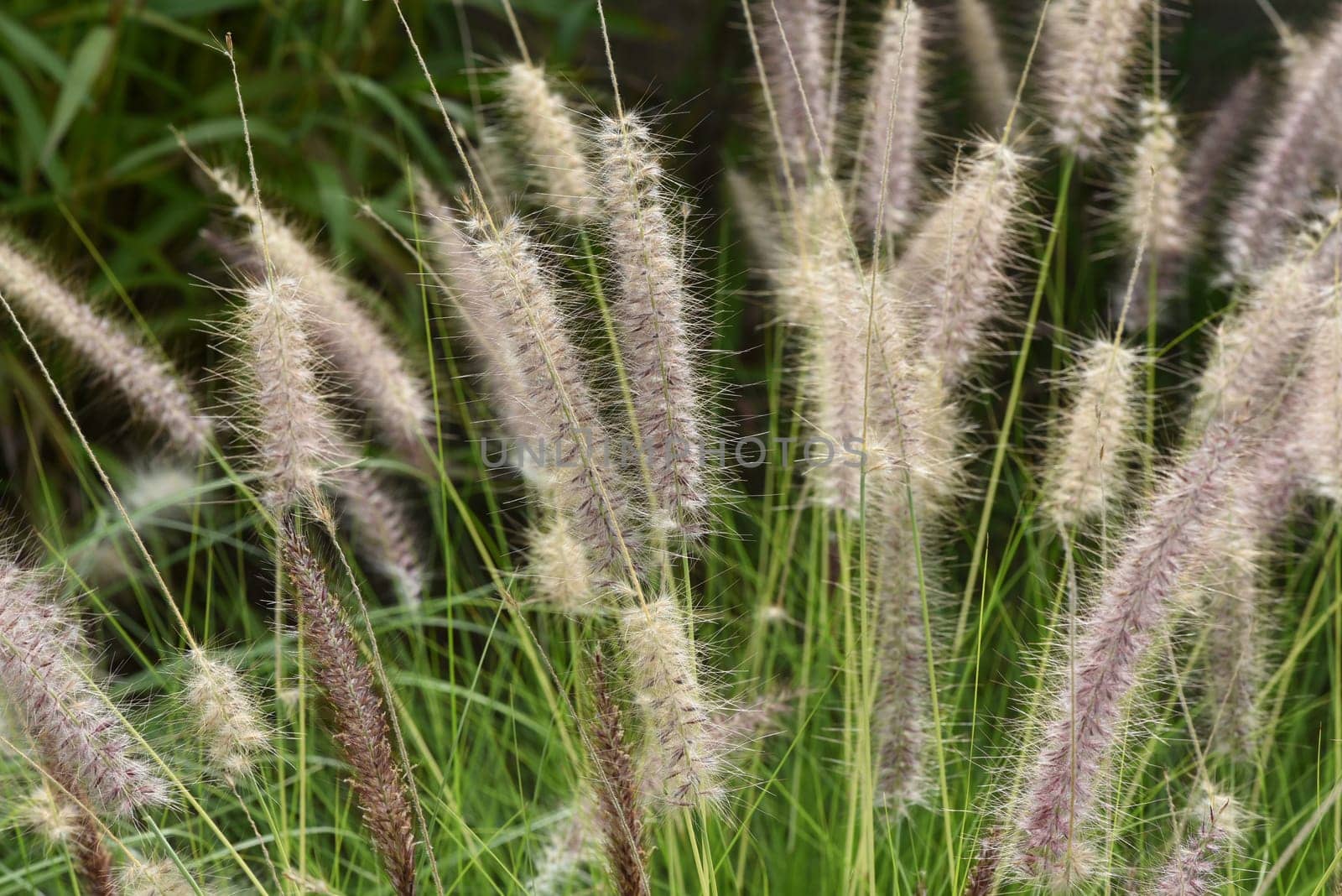 Lampshade grass,feather bristle grass Pennisetum,is a beautiful grass perennial,with feather-like bristles in autumn. Lamp cleaner grass,feather bristle grass pennisetum,is a beautiful grass perennial with feather-like bristles in autumn.