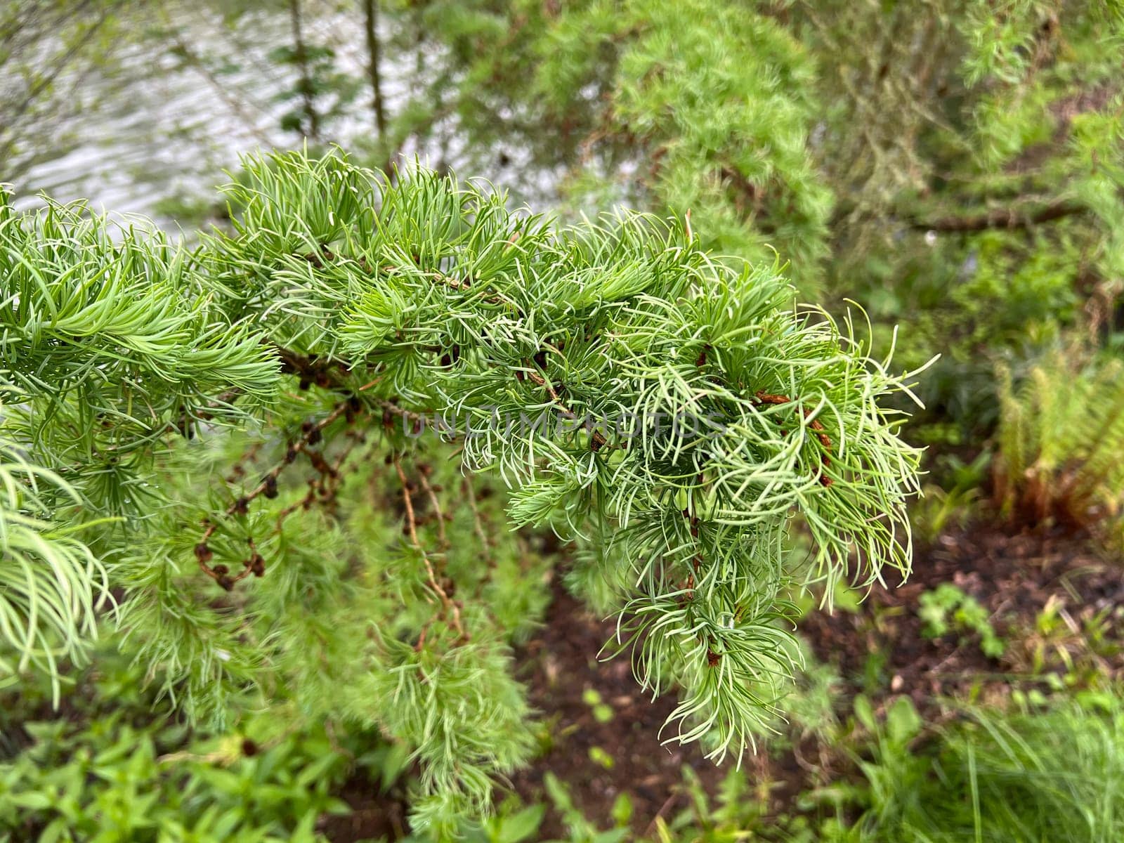 Corkscrew Laerche,Larix kaempferi,Diana,loosens up the garden with its irregular growth. Corkscrew larch,Larix kaempferi,Diana,loosens up the garden with its irregular growth