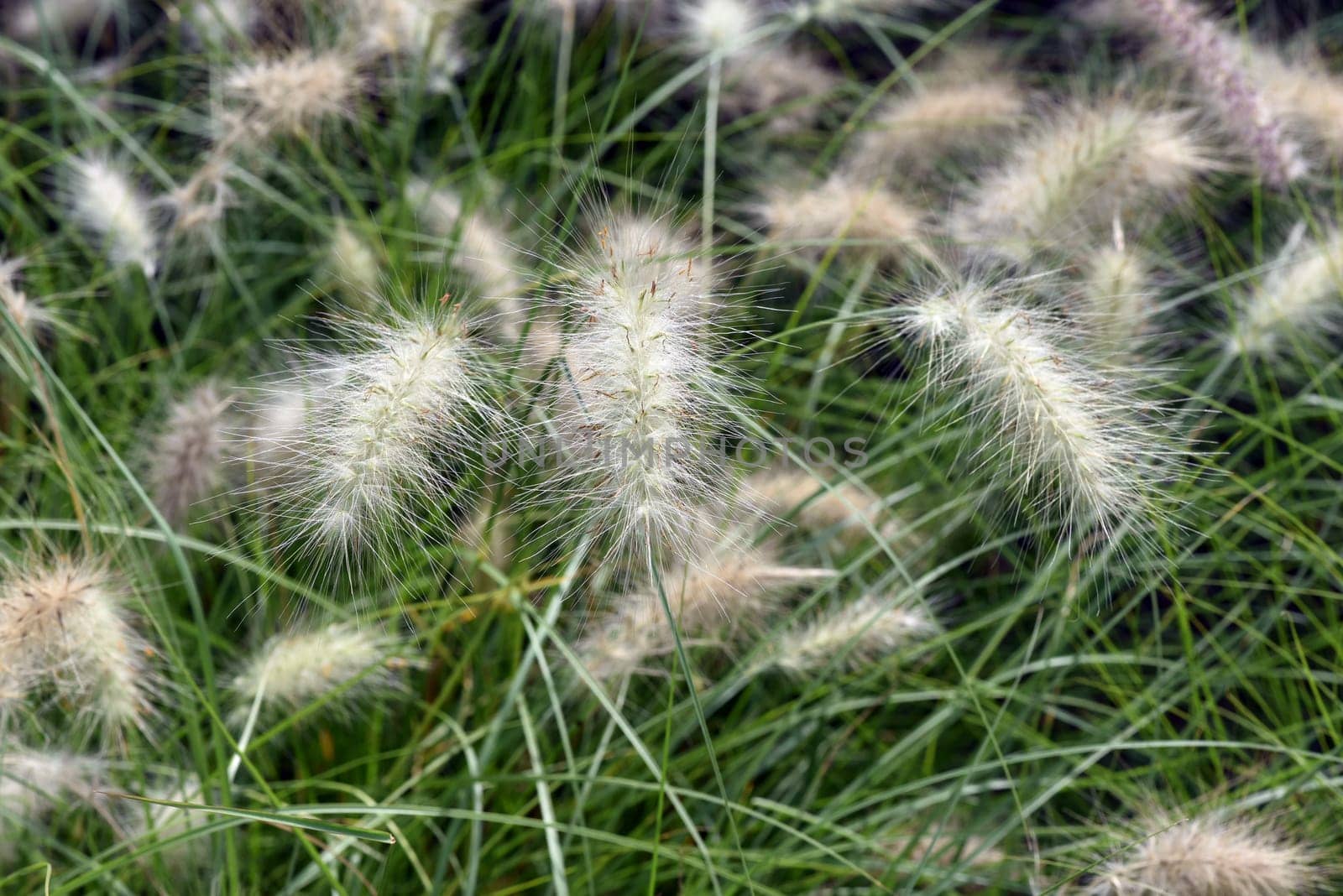 Lampshade grass,feather bristle grass Pennisetum,is a beautiful grass perennial,with feather-like bristles in autumn. Lamp cleaner grass,feather bristle grass pennisetum,is a beautiful grass perennial with feather-like bristles in autumn.