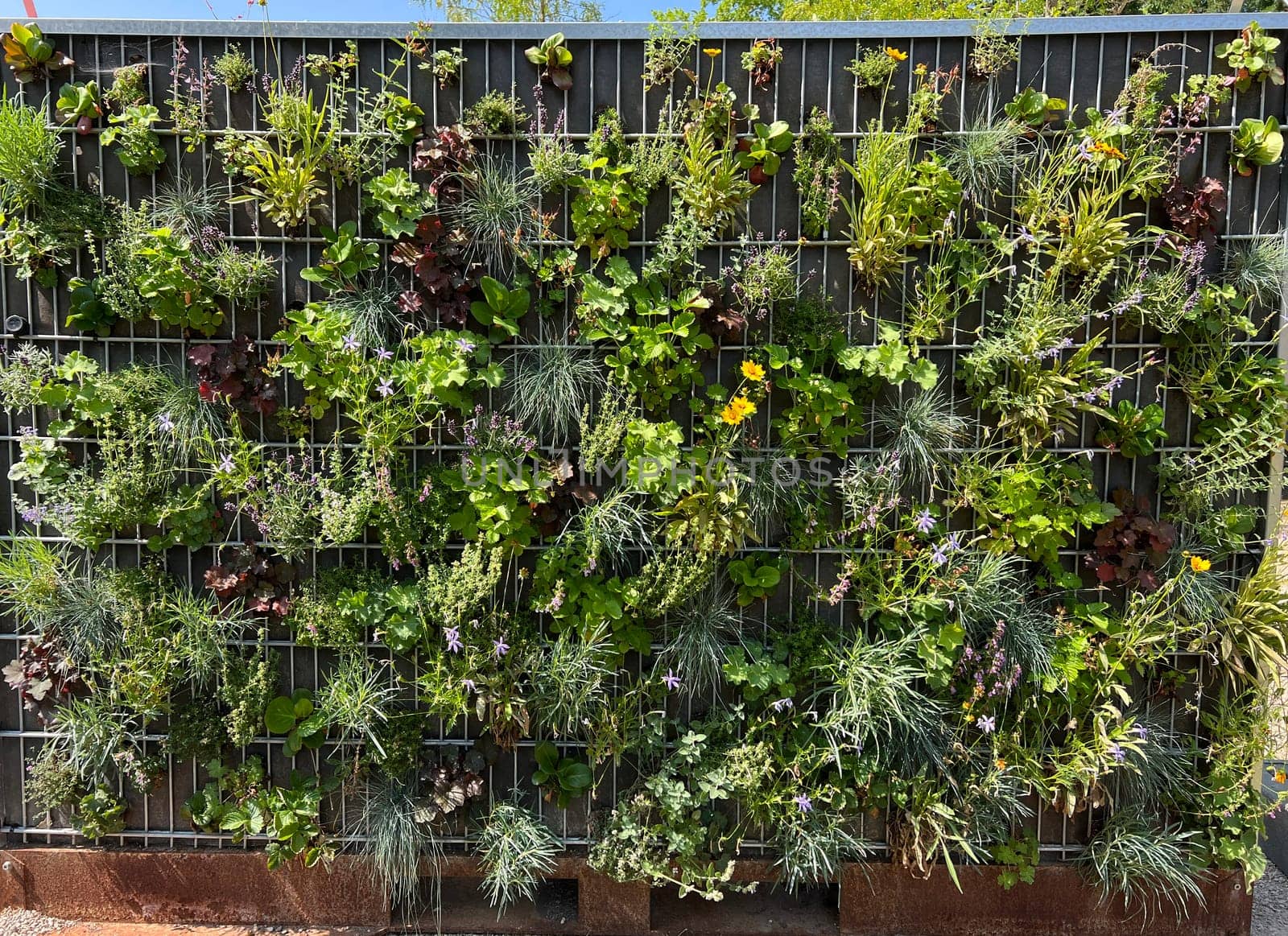 Planted privacy walls with foil or as gabbione can be seen more and more often in gardens. Planted privacy walls with foil or as gabbiones are often seen in gardens