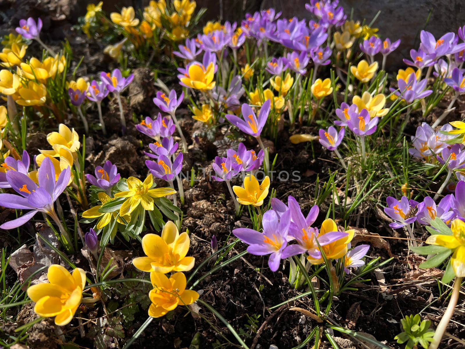 Crocus,Crocus tommasinianus,is a bulbous plant that blooms in early spring. Crocus,Crocus tommasinianus is a bulbous plant that flowers in early spring.