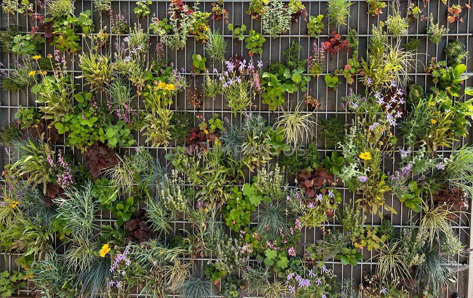 Planted privacy walls with foil or as gabbione can be seen more and more often in gardens. Planted privacy walls with foil or as gabbiones are often seen in gardens