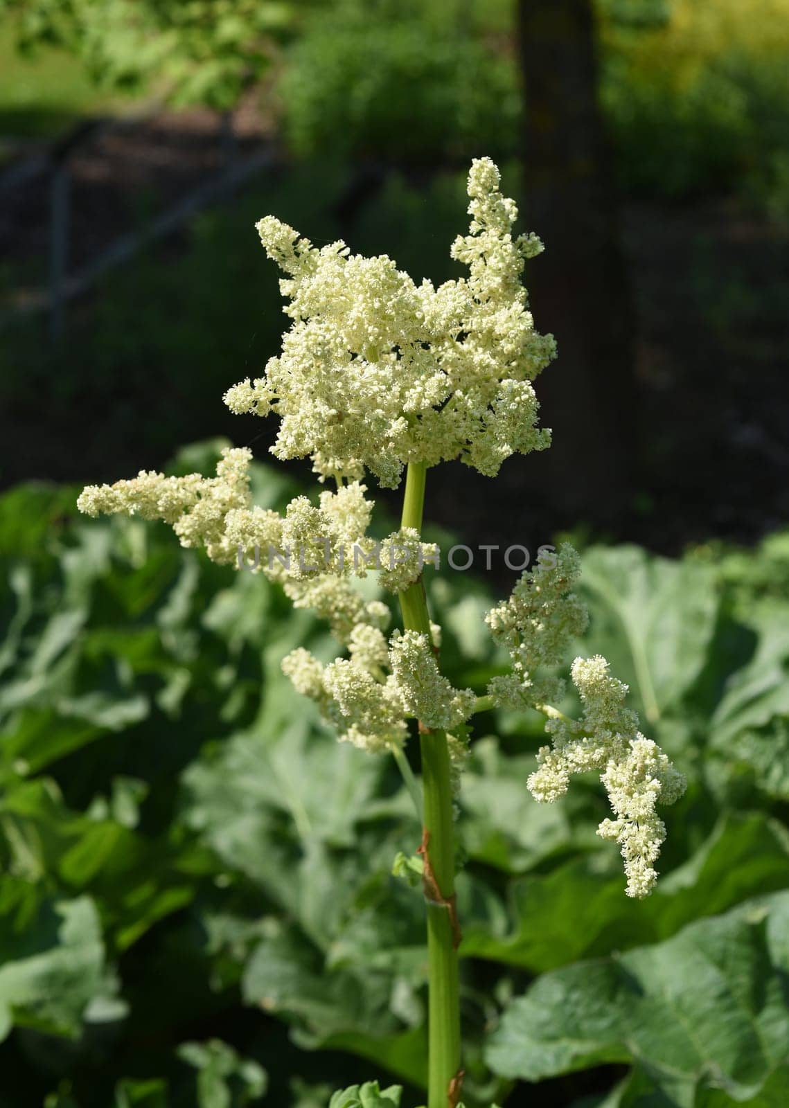 Medicinal rhubarb,Rheum palmatum is an important medicinal plant. Medicinal rhubarb,Rheum palmatum,is an important medicinal plant