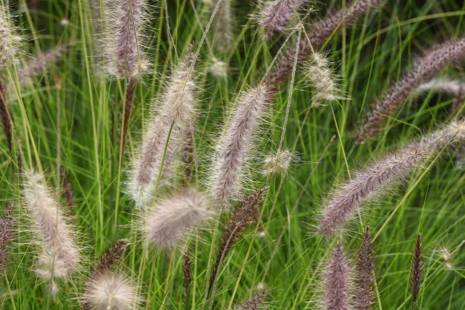 Lampshade grass,feather bristle grass Pennisetum,is a beautiful grass perennial,with feather-like bristles in autumn. Lamp cleaner grass,feather bristle grass pennisetum,is a beautiful grass perennial with feather-like bristles in autumn.
