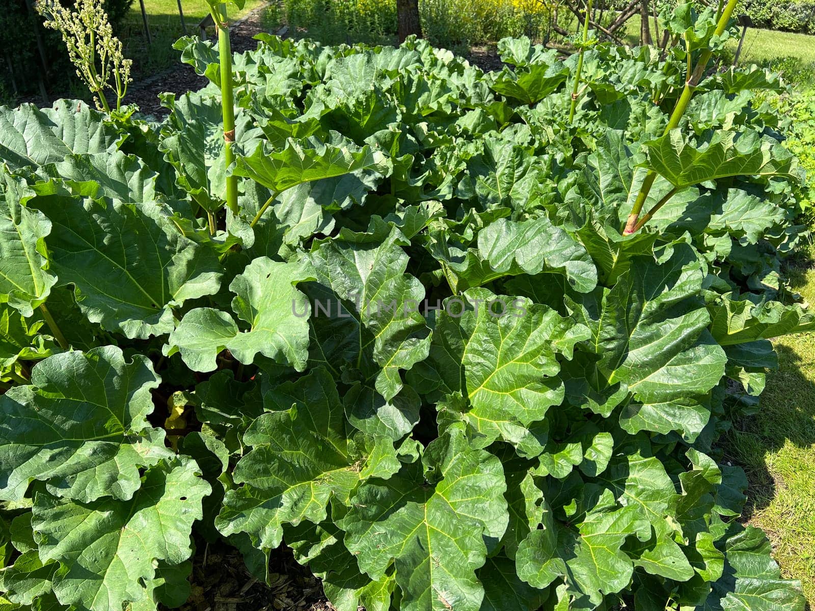 Medicinal rhubarb,Rheum palmatum is an important medicinal plant. Medicinal rhubarb,Rheum palmatum,is an important medicinal plant